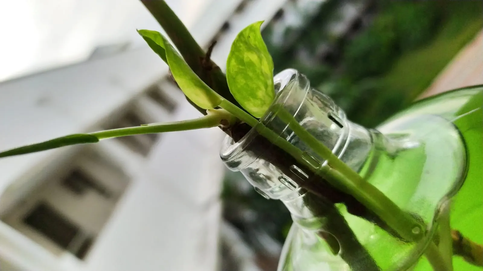 Bottle Tree (Brachychiton Populneus) — Its spread is approximately 20-30 feet; decorative touch.<br><br>It thrives in USDA hardiness zones 9 to 11