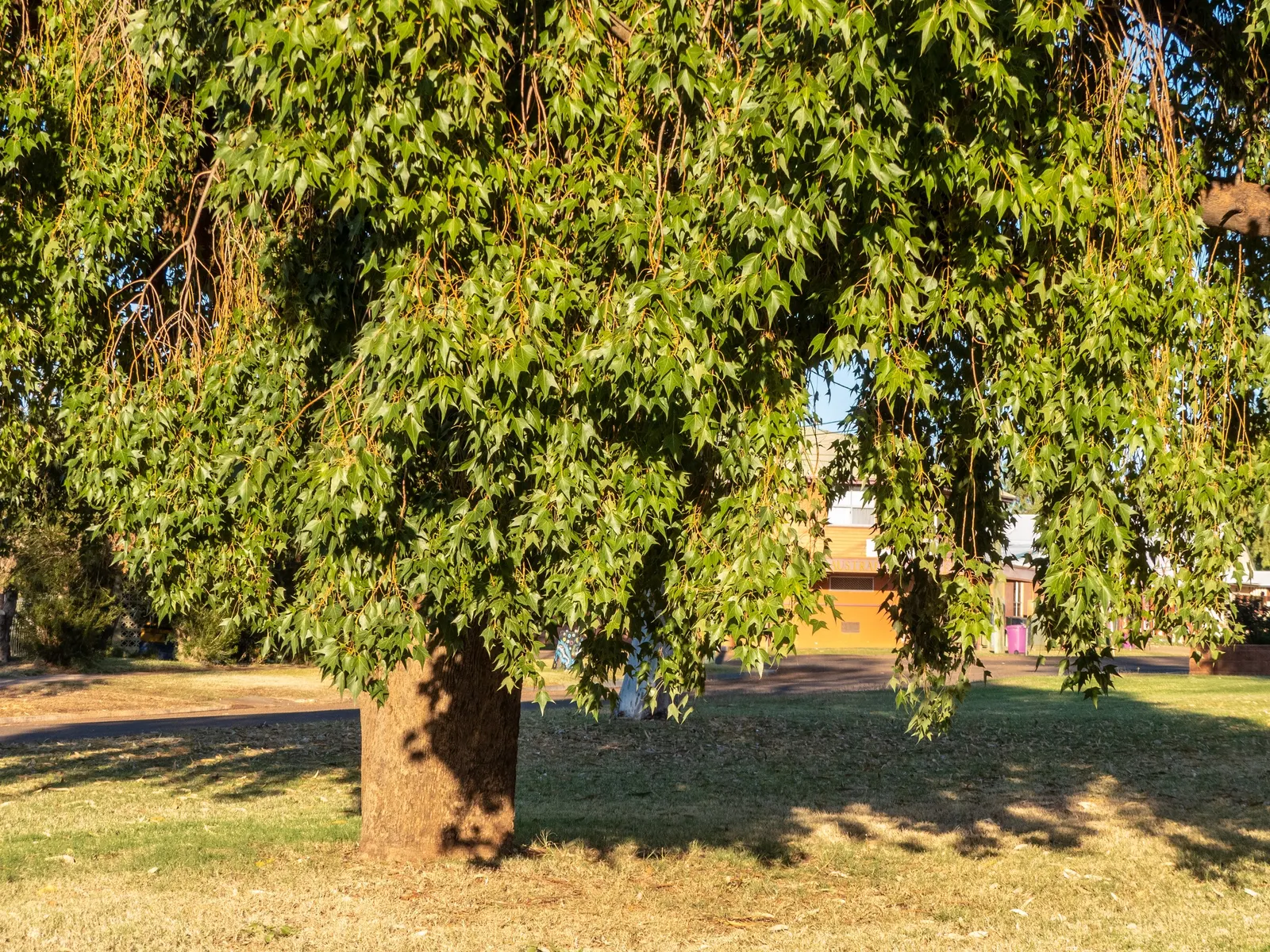 Bottle Tree (Brachychiton Populneus) — preferring full to partial sun and well-draining soil; decorative touch.<br><br>It thrives in USDA hardiness, image 103