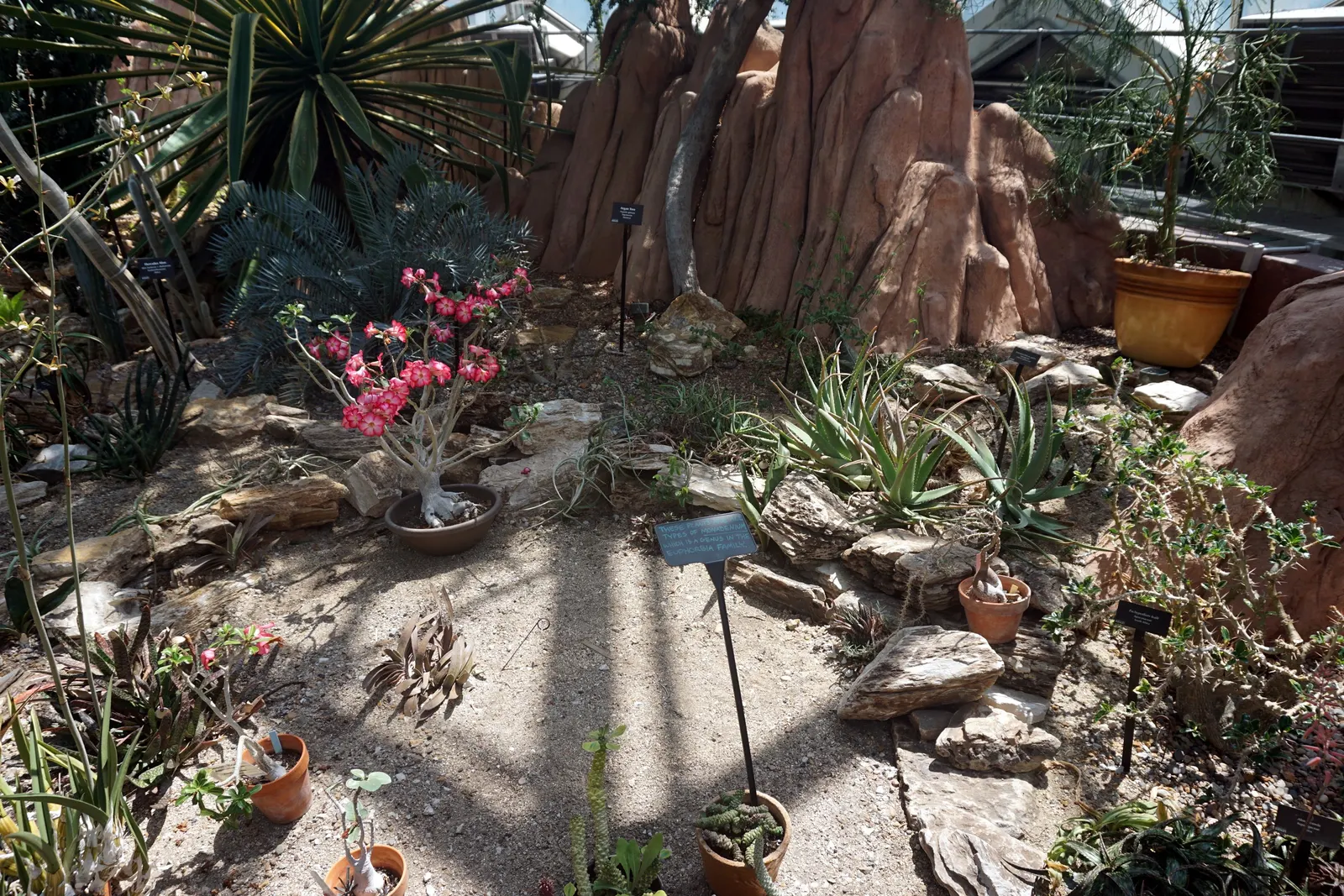 Bottle Tree (Brachychiton Populneus) — Ideal as a focal point in spacious landscapes for its unique form and minimal maintenance needs; decorative