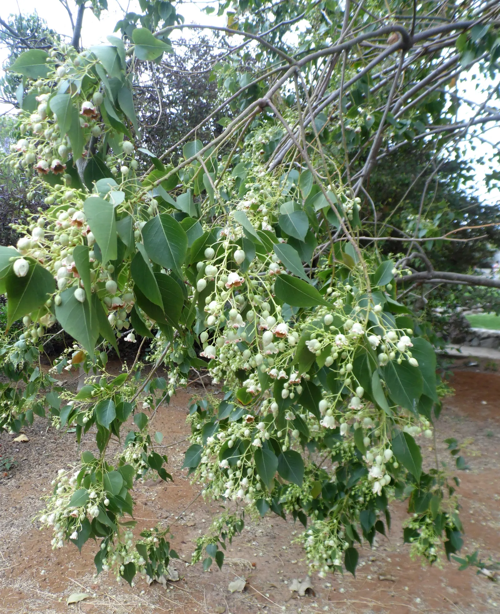 Bottle Tree (Brachychiton Populneus) — highlight the low-maintenance nature of the Bottle Tree; it is pest-resistant and requires minimal pruning, image 108