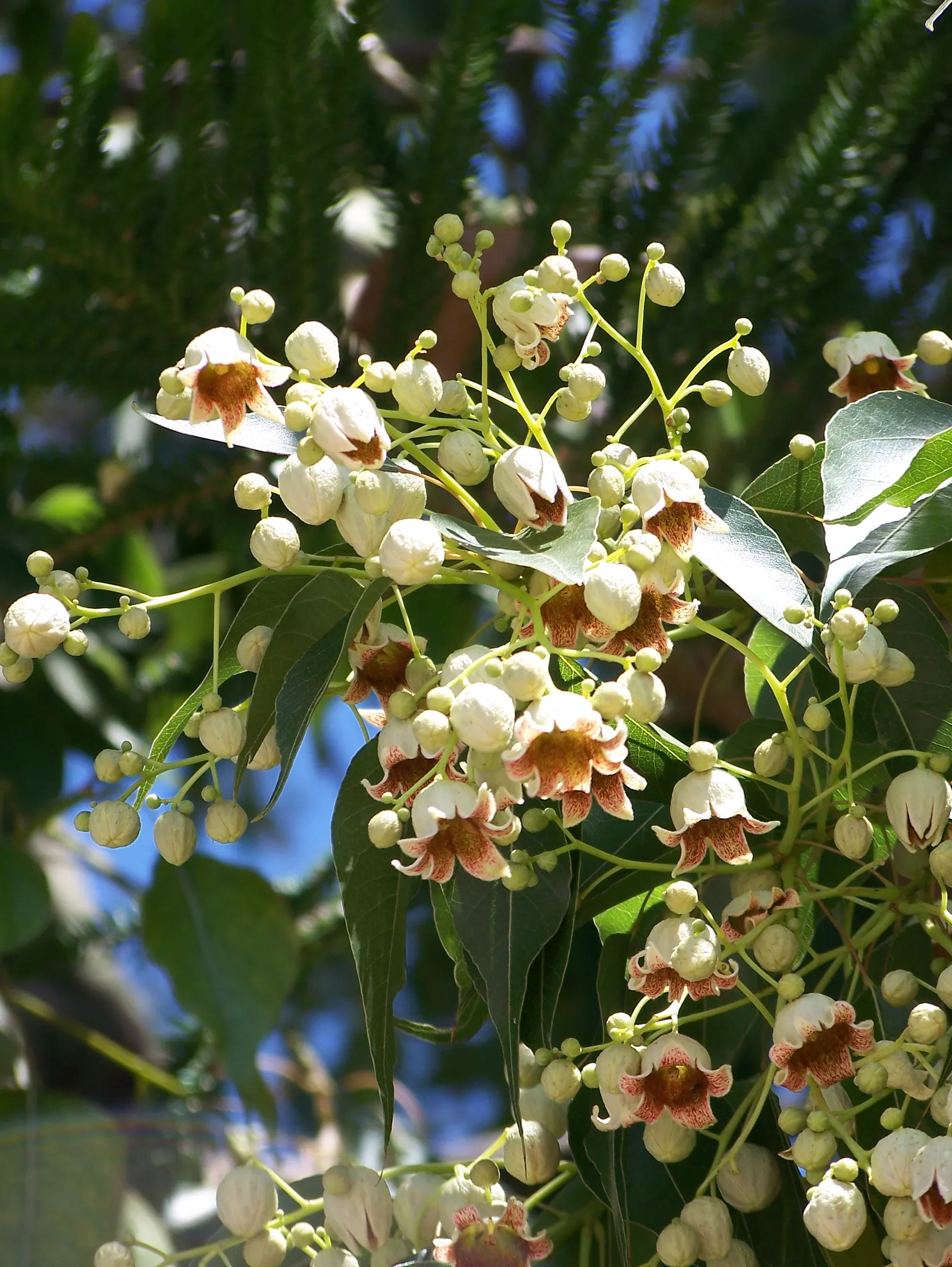 Bottle Tree (Brachychiton Populneus) — Ideal as a focal point in spacious landscapes for its unique form and minimal maintenance needs; decorative, image 119