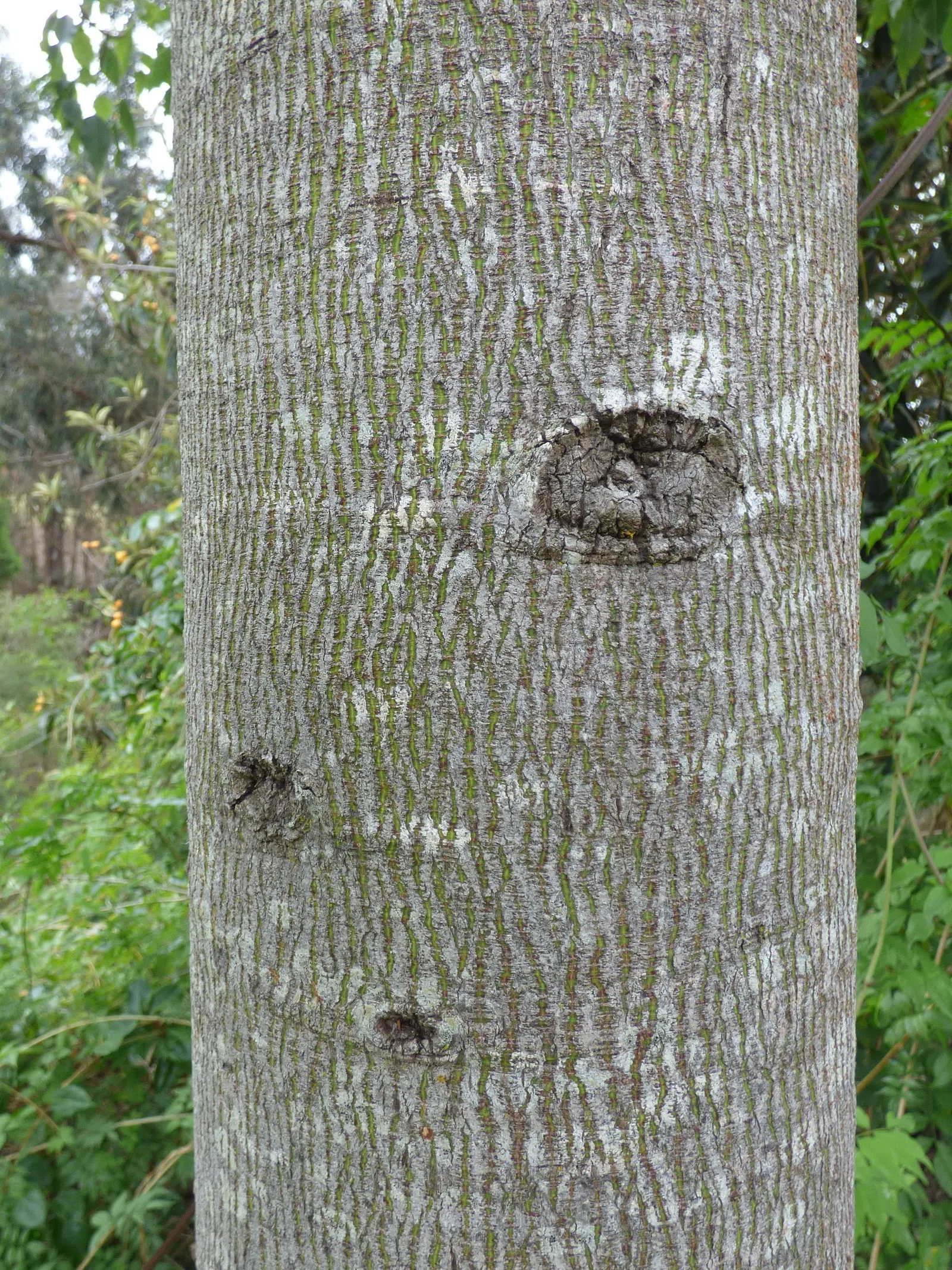 Bottle Tree (Brachychiton Populneus) — commonly referred to as the Bottle Tree or Kurrajong
