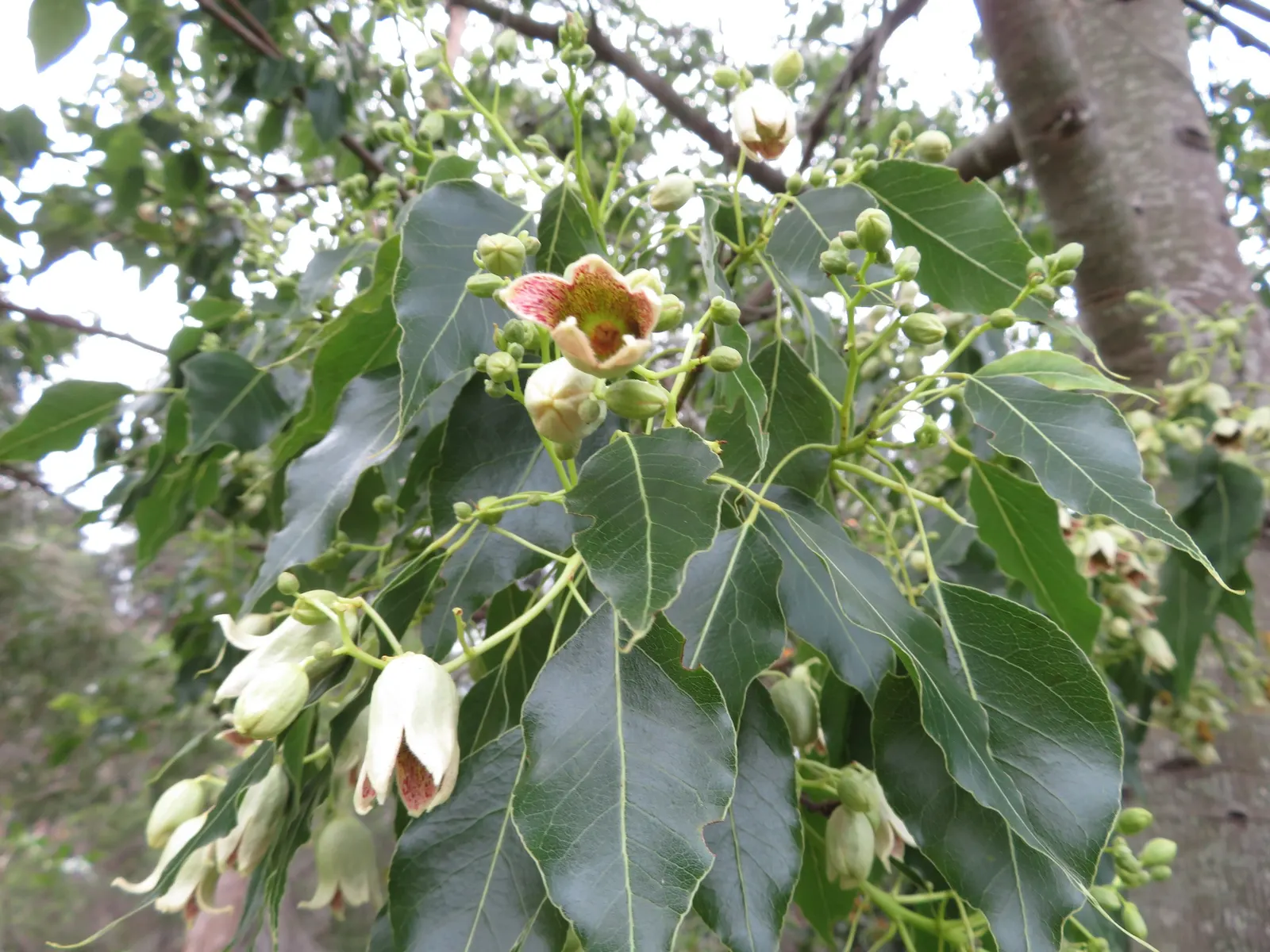 Bottle Tree (Brachychiton Populneus) — Adaptable to various soils, it prefers full sun and offers moderate drought tolerance