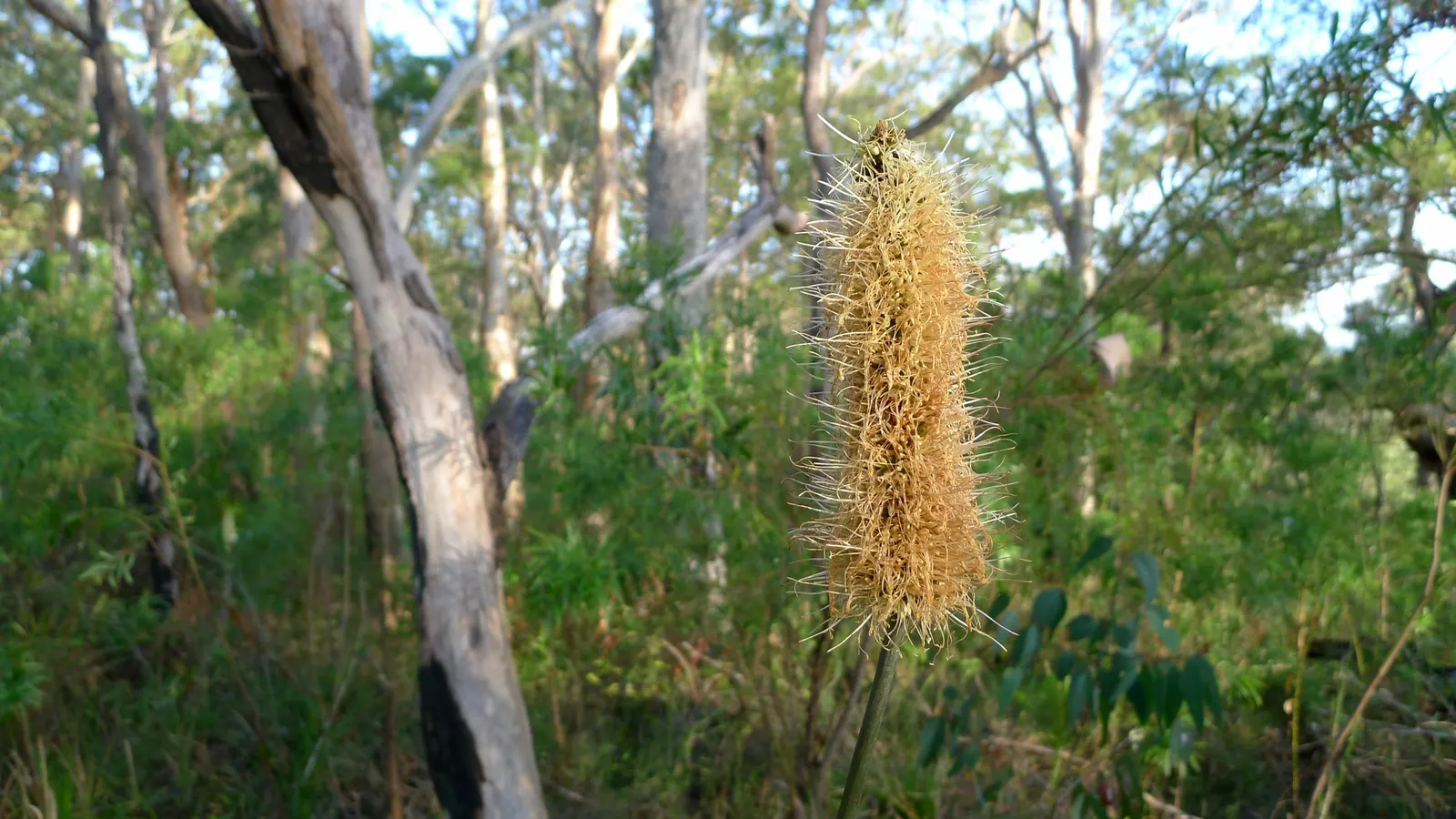 Bottle Tree (Brachychiton Populneus) — Ideal as a focal point in spacious landscapes for its unique form and minimal maintenance needs; decorative, image 63