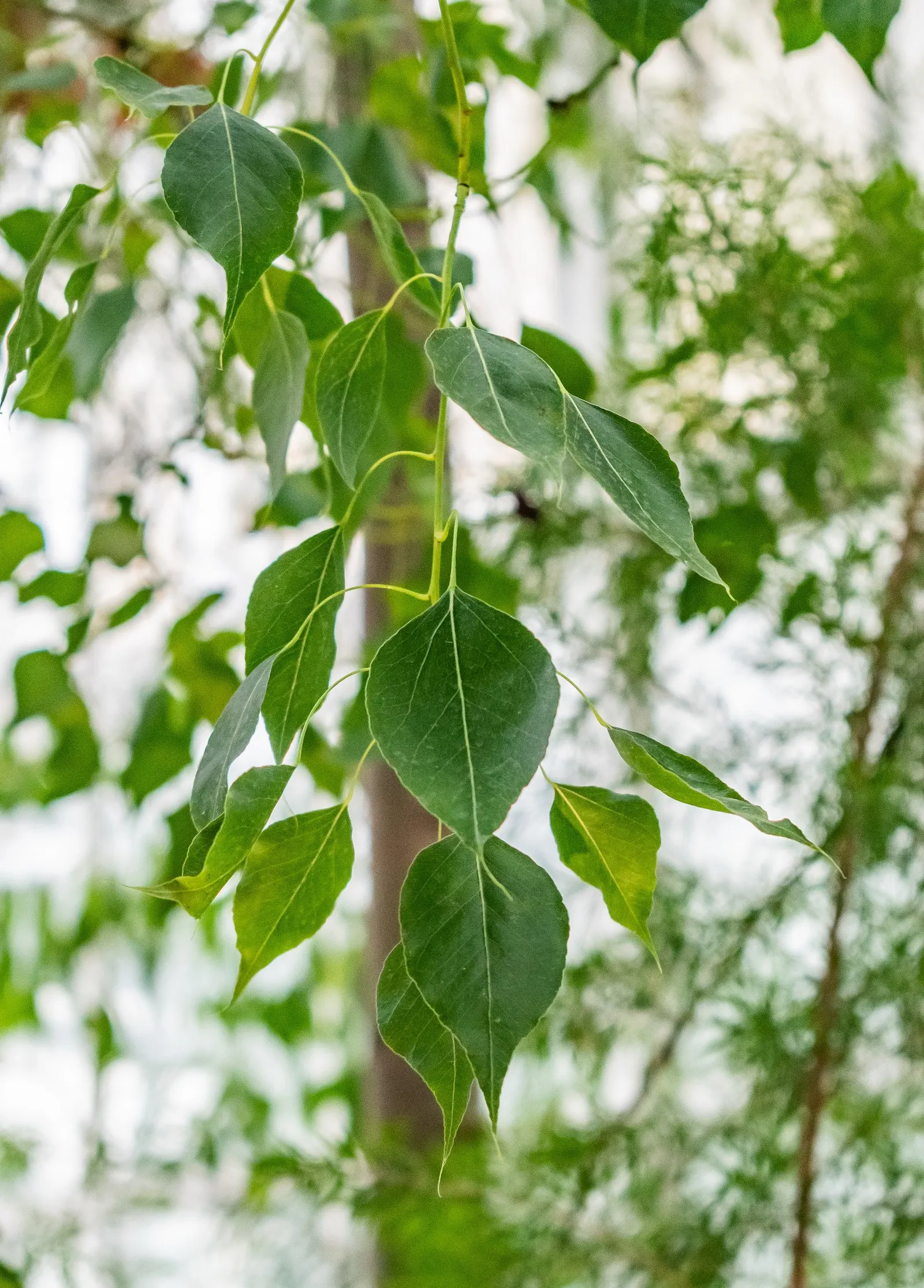 Bottle Tree (Brachychiton Populneus) — Consideration for planting location is key