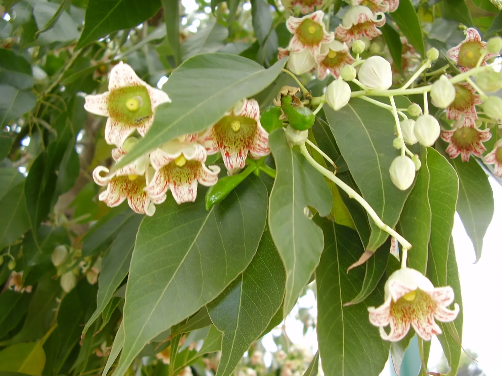 Bottle Tree (Brachychiton Populneus) — exhibits a distinctive swollen trunk that resembles a bottle - utilized for water storage