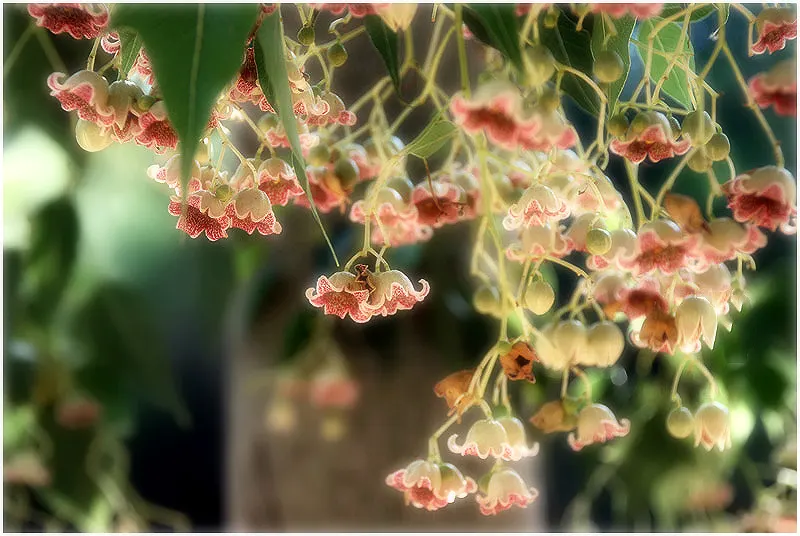 Bottle Tree (Brachychiton Populneus) — making it highly drought-tolerant; it is pest-resistant and requires minimal pruning, image 96