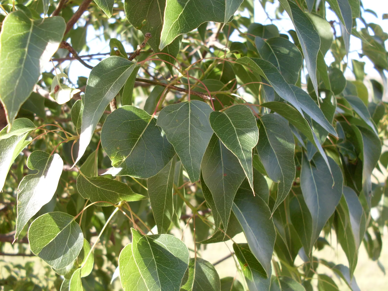 Bottle Tree (Brachychiton Populneus) — preferring full to partial sun and well-draining soil