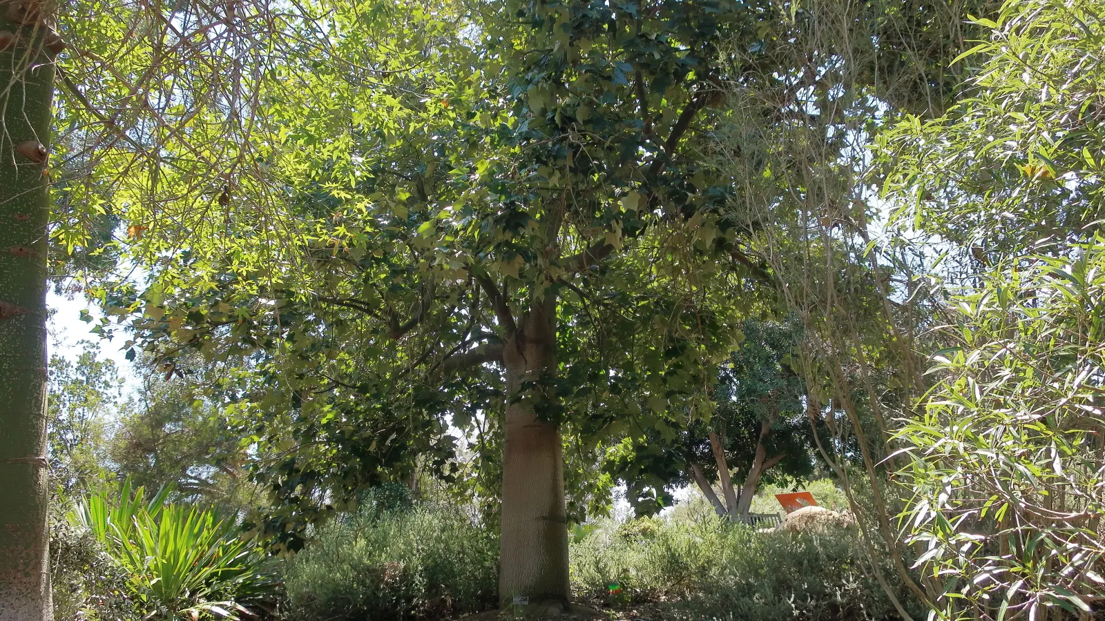 Bottle Tree (Brachychiton Populneus) — lance-shaped leaves and bell-shaped cream to reddish flowers in spring/summer; this Australian native, image 61