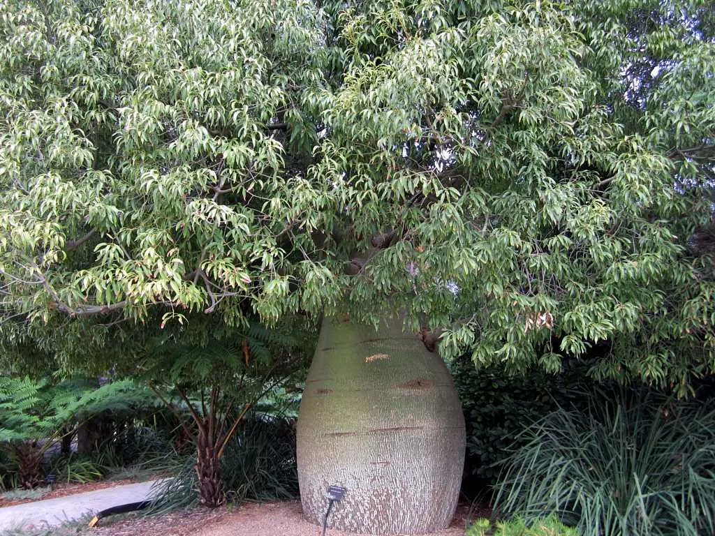 Bottle Tree (Brachychiton Populneus) — making it highly drought-tolerant; it is pest-resistant and requires minimal pruning, image 68