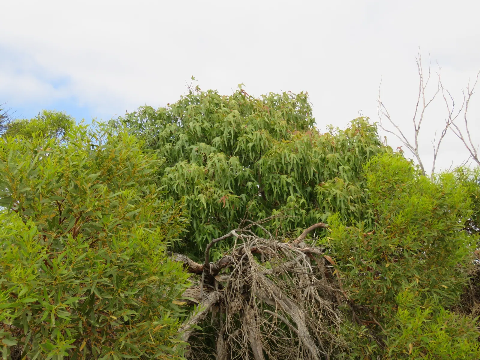 Bottle Tree (Brachychiton Populneus) — as long as they are not waterlogged.<br><br>When informing the client