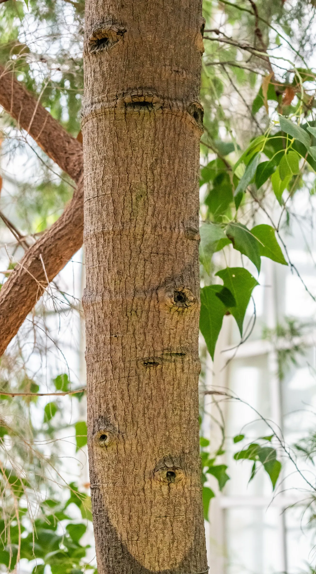 Bottle Tree (Brachychiton Populneus) — the Bottle Tree can tolerate a range of soil types