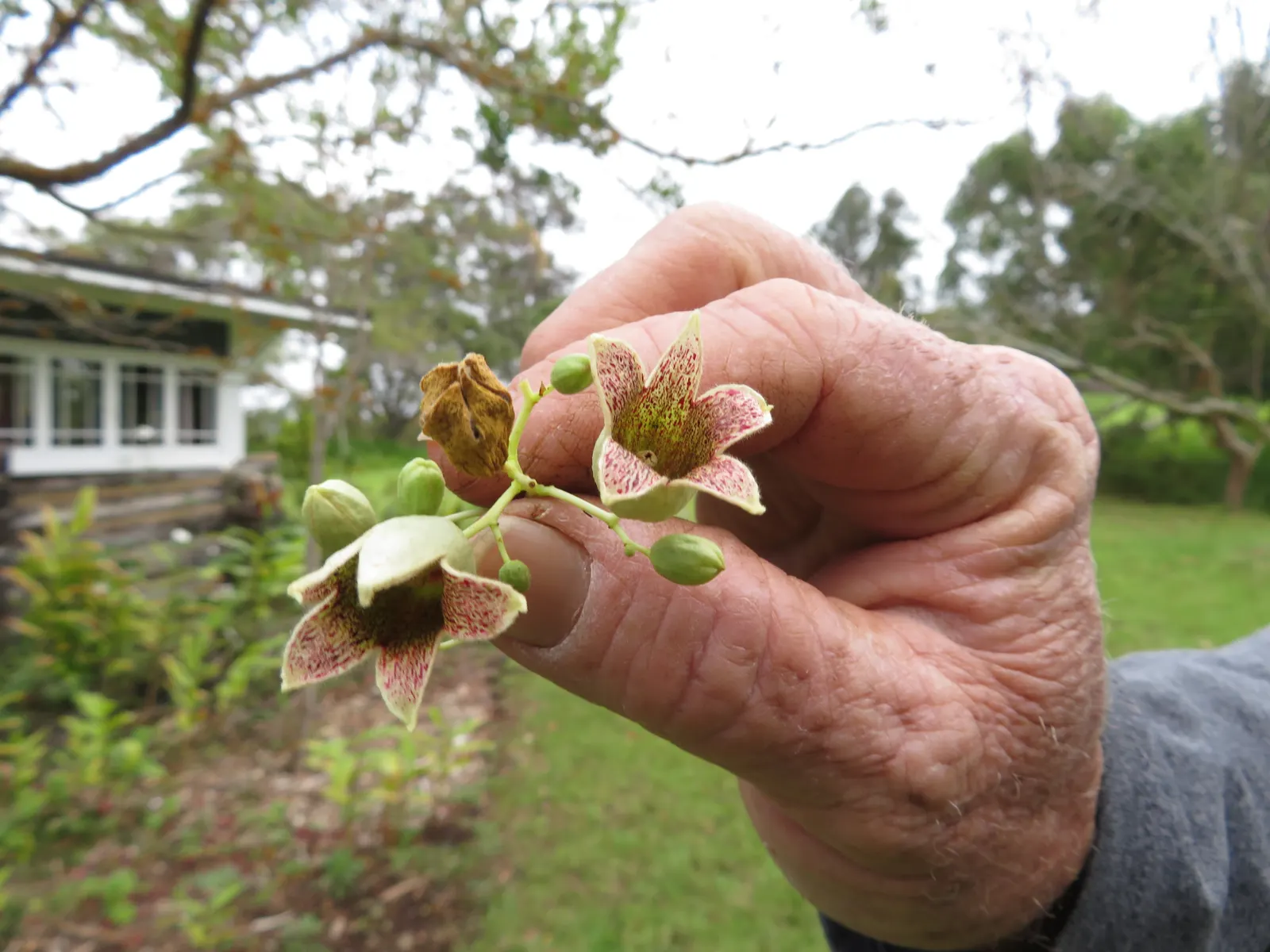 Bottle Tree (Brachychiton Populneus) — offering both visual appeal and adaptability