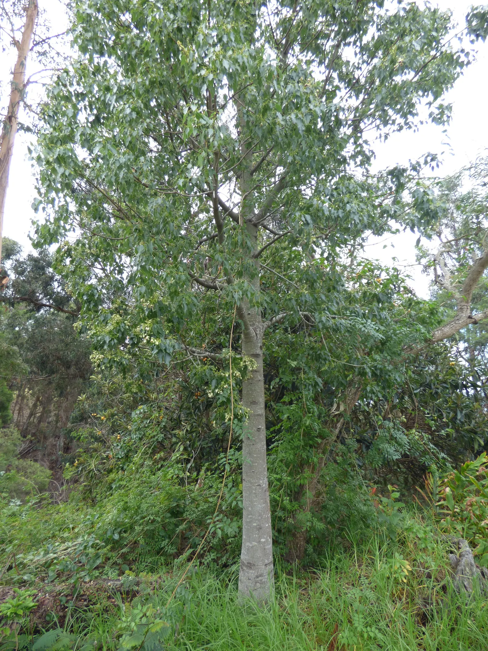 Bottle Tree (Brachychiton Populneus) — as long as they are not waterlogged.<br><br>When informing the client; decorative touch.<br><br>It thrives, image 107