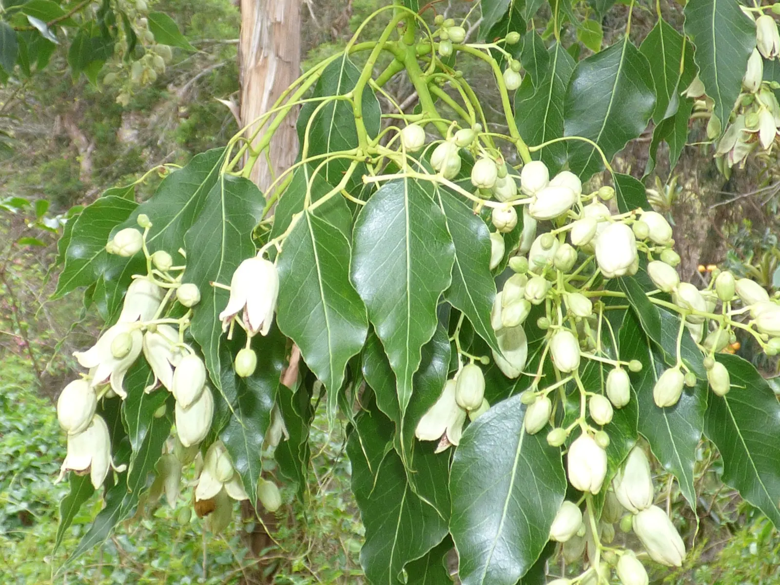 Bottle Tree (Brachychiton Populneus) — which are narrow and pointed; decorative touch.<br><br>It thrives in USDA hardiness zones 9 to 11, image 99