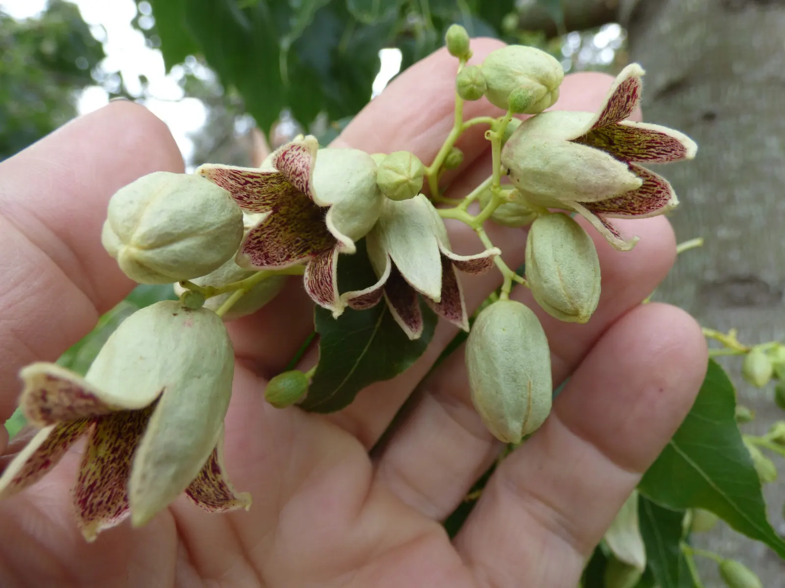 Bottle Tree (Brachychiton Populneus) — reaching up to 40-50 feet in height; exhibits a distinctive swollen trunk that resembles a bottle - utilized, image 114