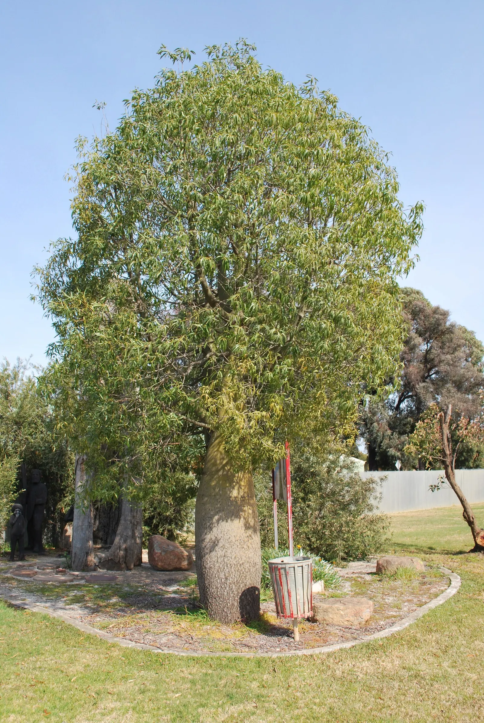 Bottle Tree (Brachychiton Populneus) — is an evergreen with a distinctive swollen trunk; this Australian native features glossy green, image 57