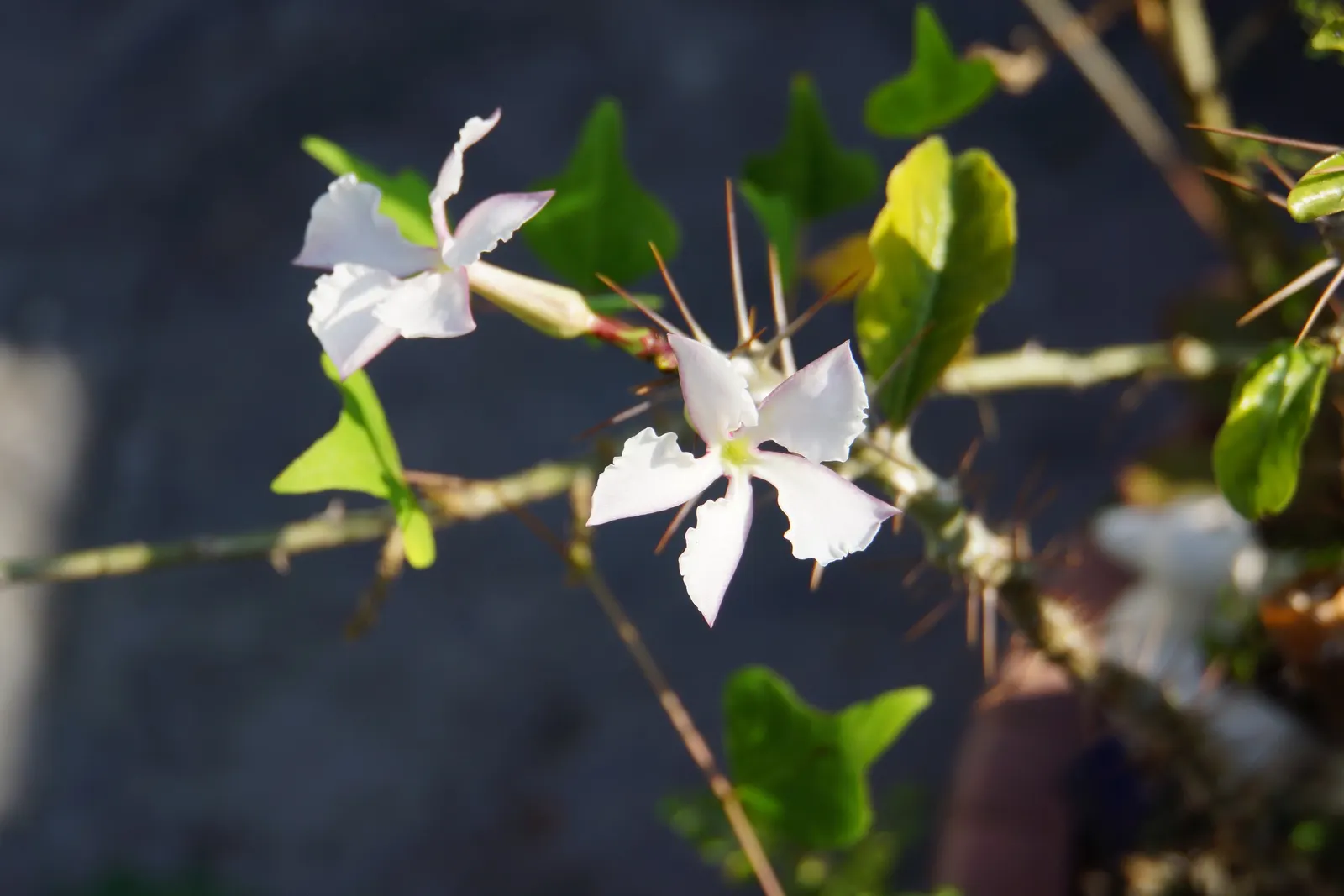 Bottle Tree (Brachychiton Populneus) — decorative touch.<br><br>It thrives in USDA hardiness zones 9 to 11; exhibits a distinctive swollen trunk, image 74