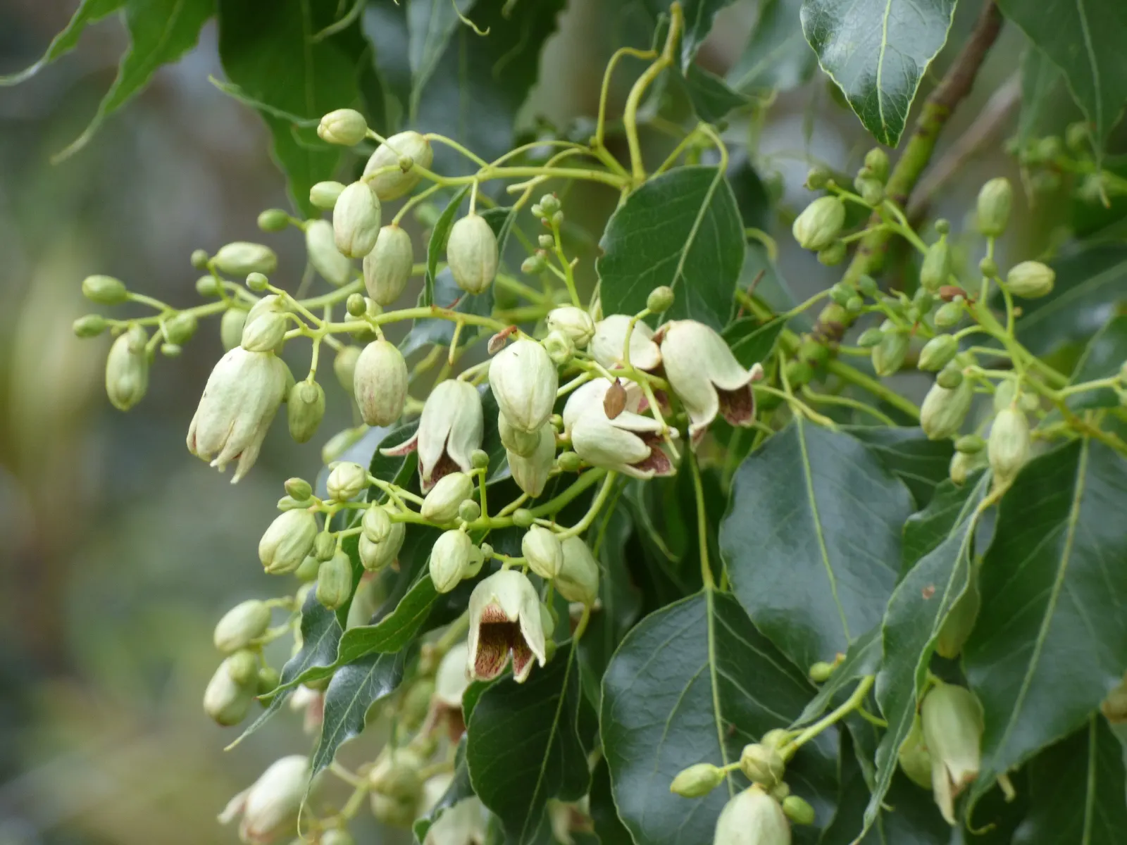 Bottle Tree (Brachychiton Populneus) — lance-shaped leaves and bell-shaped cream to reddish flowers in spring/summer; this Australian native, image 89