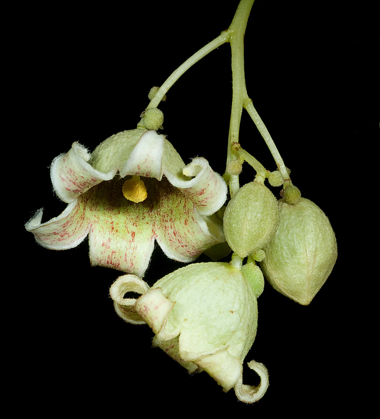 Bottle Tree (Brachychiton Populneus) — the tree is adorned with bell-shaped creamy-white or pale pink flowers