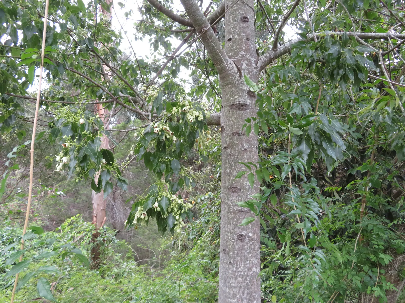 Bottle Tree (Brachychiton Populneus) — reaching up to 40-50 feet in height