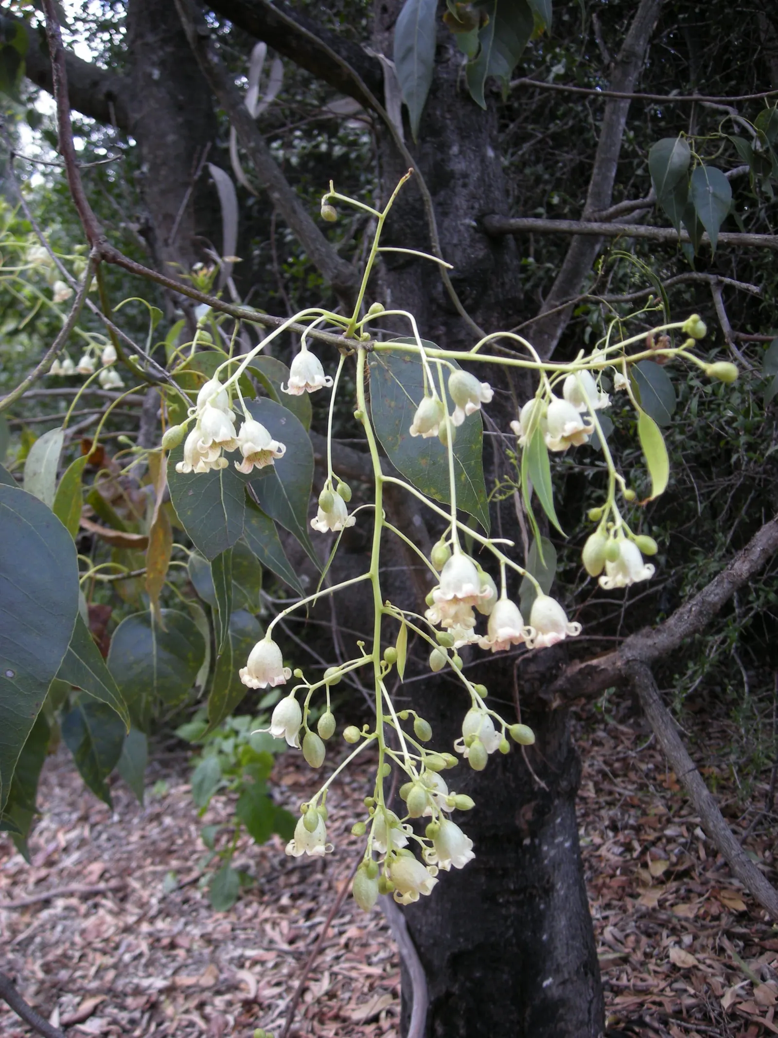 Bottle Tree (Brachychiton Populneus) — The Bottle Tree can reach lofty heights of up to 50 feet with a canopy spread of up to 30 feet