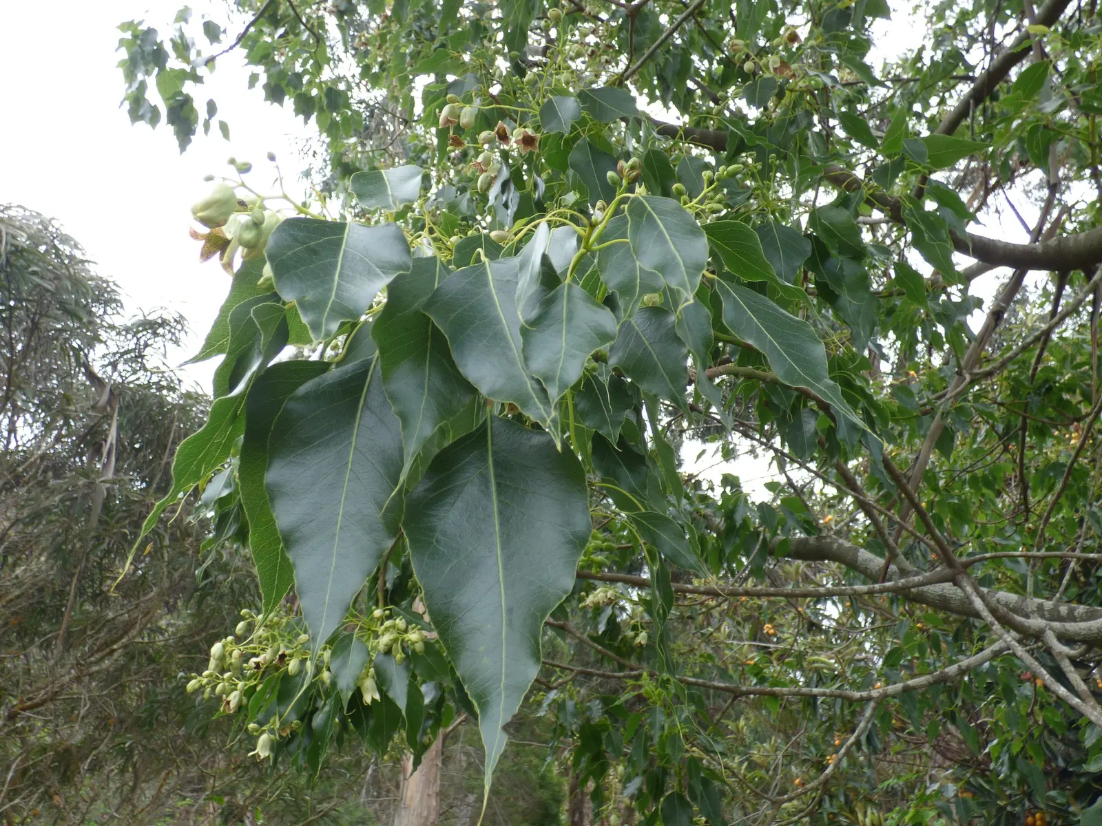 Bottle Tree (Brachychiton Populneus) — the tree is adorned with bell-shaped creamy-white or pale pink flowers; this Australian native features, image 101