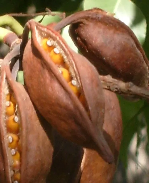 Bottle Tree (Brachychiton Populneus) — making it highly drought-tolerant