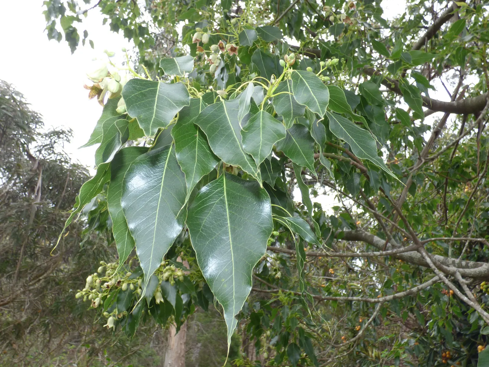 Bottle Tree (Brachychiton Populneus) — resembling those of the poplar - hence the species name 'populneus'; it is pest-resistant and requires, image 100