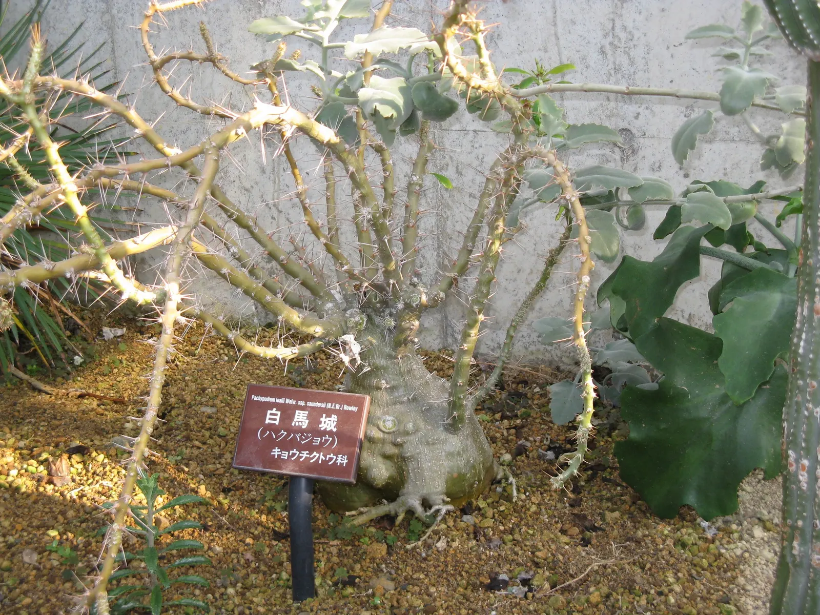 Bottle Tree (Brachychiton Populneus) — the tree is adorned with bell-shaped creamy-white or pale pink flowers; this Australian native features, image 73