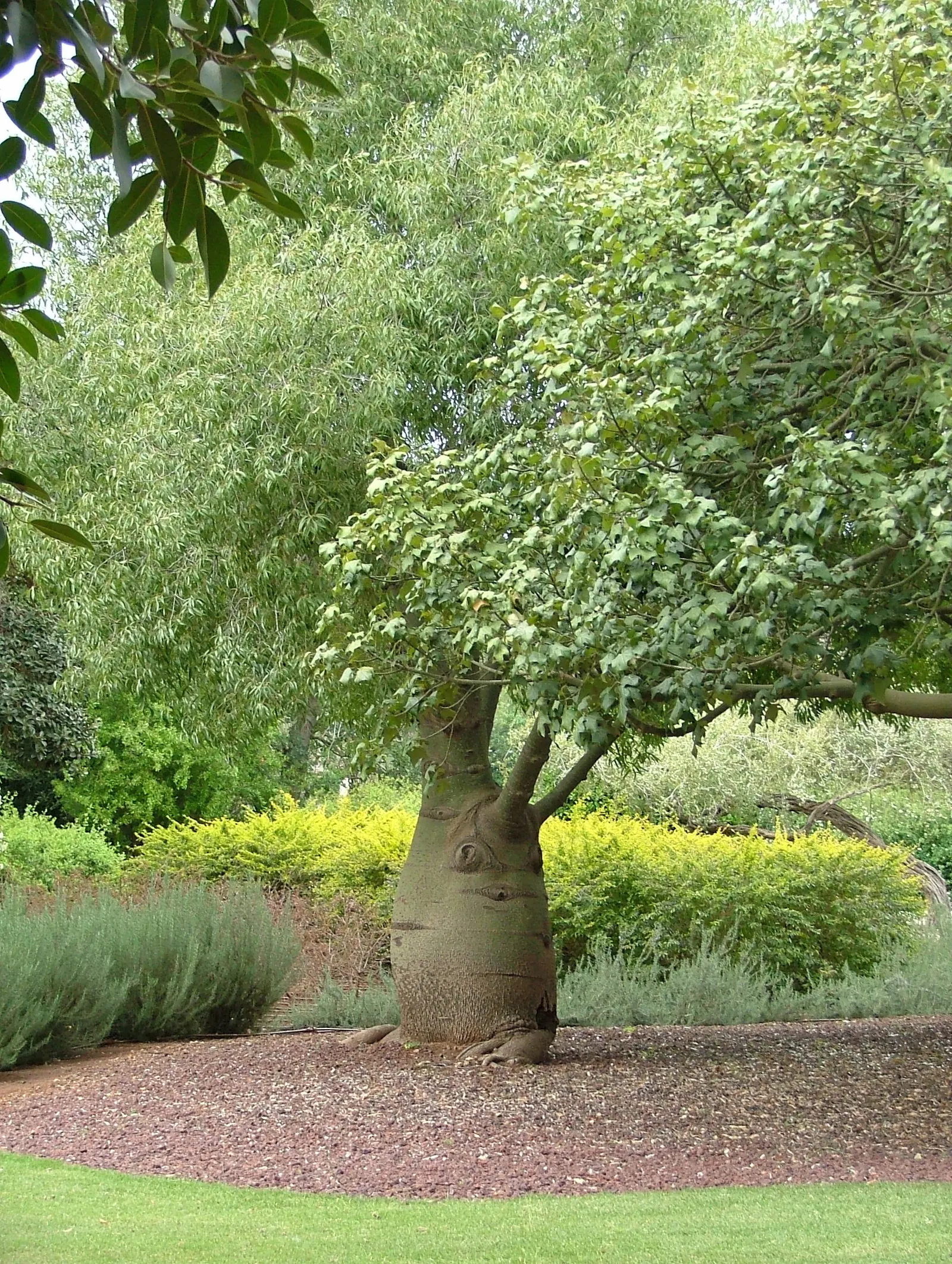 Bottle Tree (Brachychiton Populneus) — making it an excellent focal point or shade provider in larger gardens.<br><br>Foliage consists of glossy, image 70