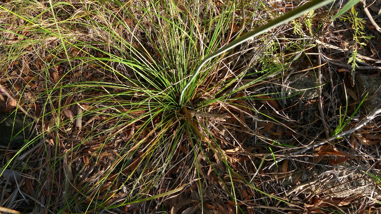 Bottle Tree (Brachychiton Populneus) — exhibits a distinctive swollen trunk that resembles a bottle - utilized for water storage; decorative, image 67