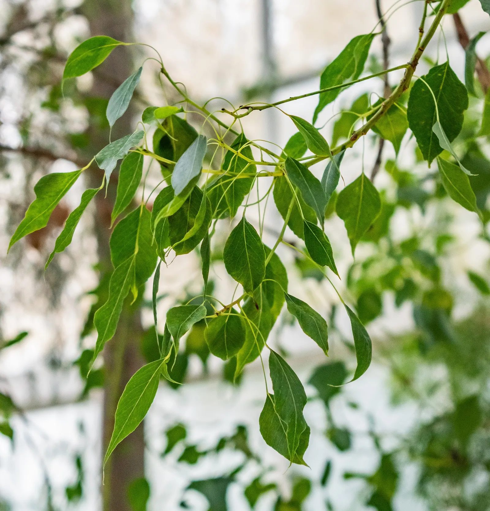 Bottle Tree (Brachychiton Populneus) — highlight the low-maintenance nature of the Bottle Tree