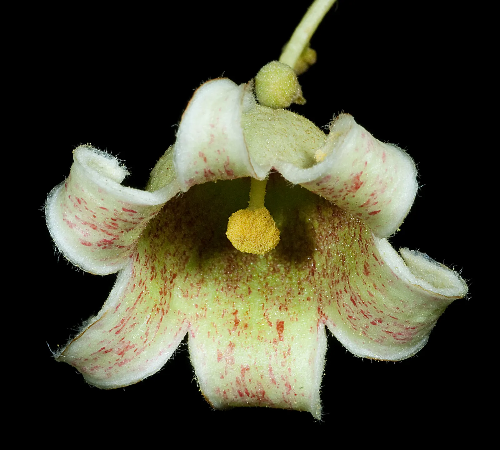 Bottle Tree (Brachychiton Populneus) — decorative touch.<br><br>It thrives in USDA hardiness zones 9 to 11