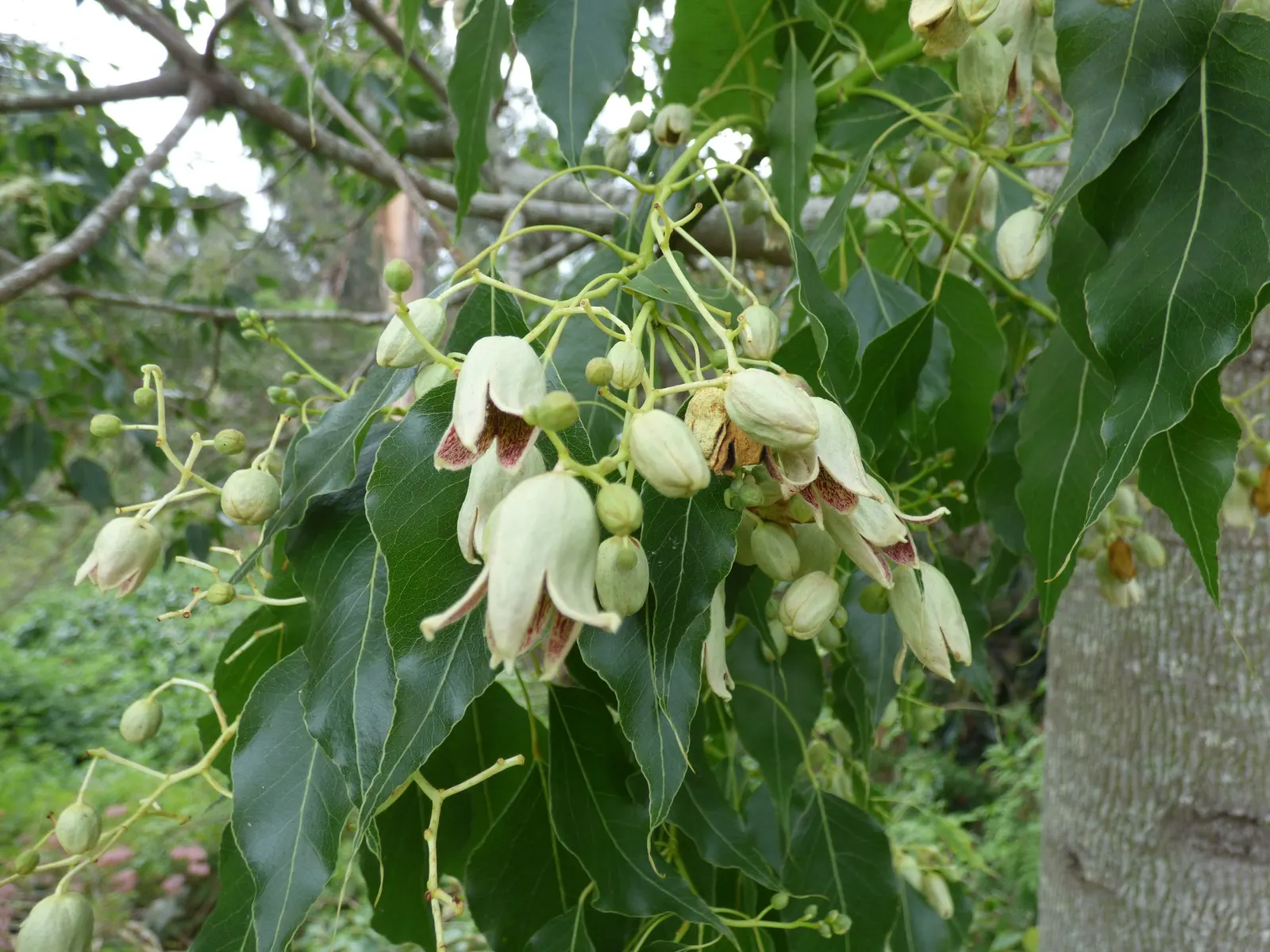 Bottle Tree (Brachychiton Populneus) — is a captivating addition to any landscape design; this Australian native features glossy green, image 93