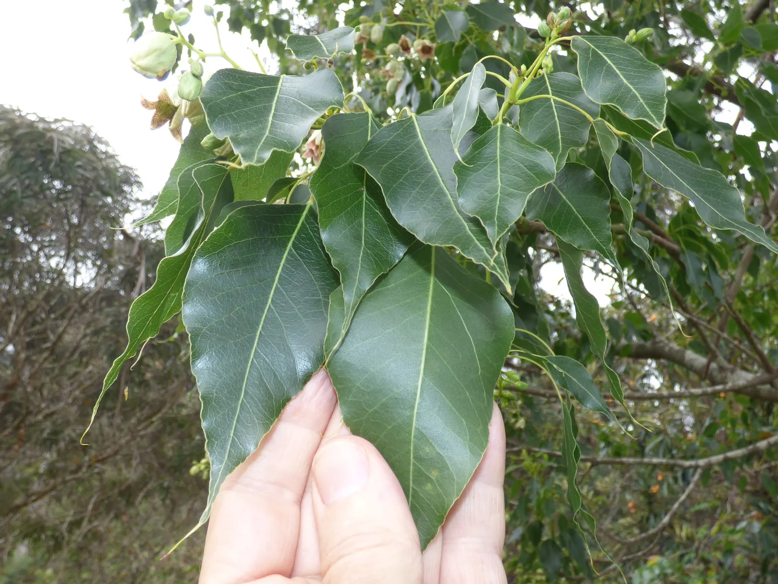 Bottle Tree (Brachychiton Populneus) — making it an excellent focal point or shade provider in larger gardens.<br><br>Foliage consists of glossy, image 98