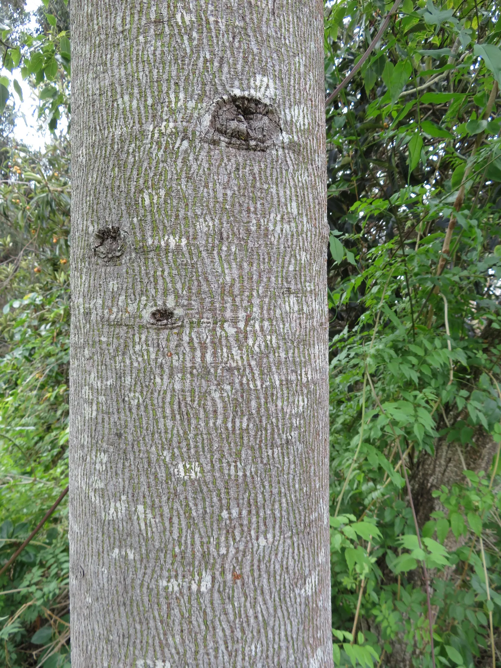 Bottle Tree (Brachychiton Populneus) — preferring full to partial sun and well-draining soil; decorative touch.<br><br>It thrives in USDA hardiness zones 9 to
