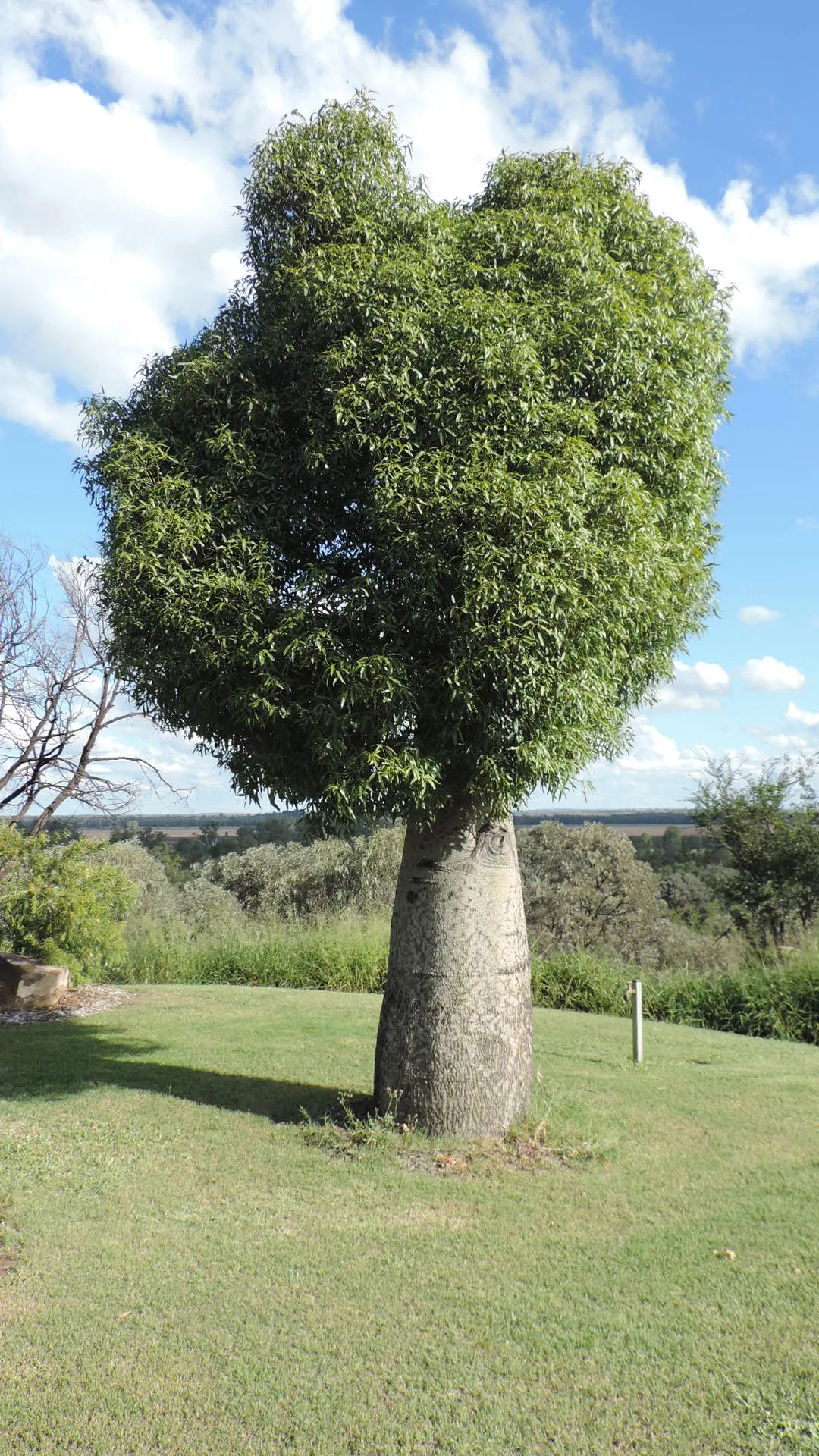 Bottle Tree (Brachychiton Populneus) — The Bottle Tree can reach lofty heights of up to 50 feet with a canopy spread of up to 30 feet; this, image 69
