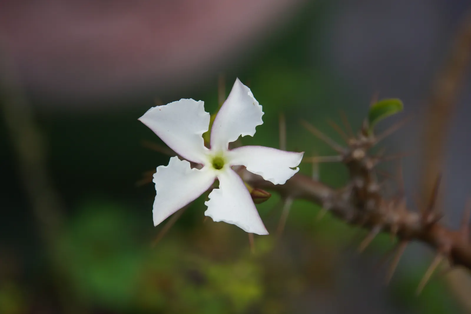 Bottle Tree (Brachychiton Populneus) — which are narrow and pointed; decorative touch.<br><br>It thrives in USDA hardiness zones 9 to 11, image 71