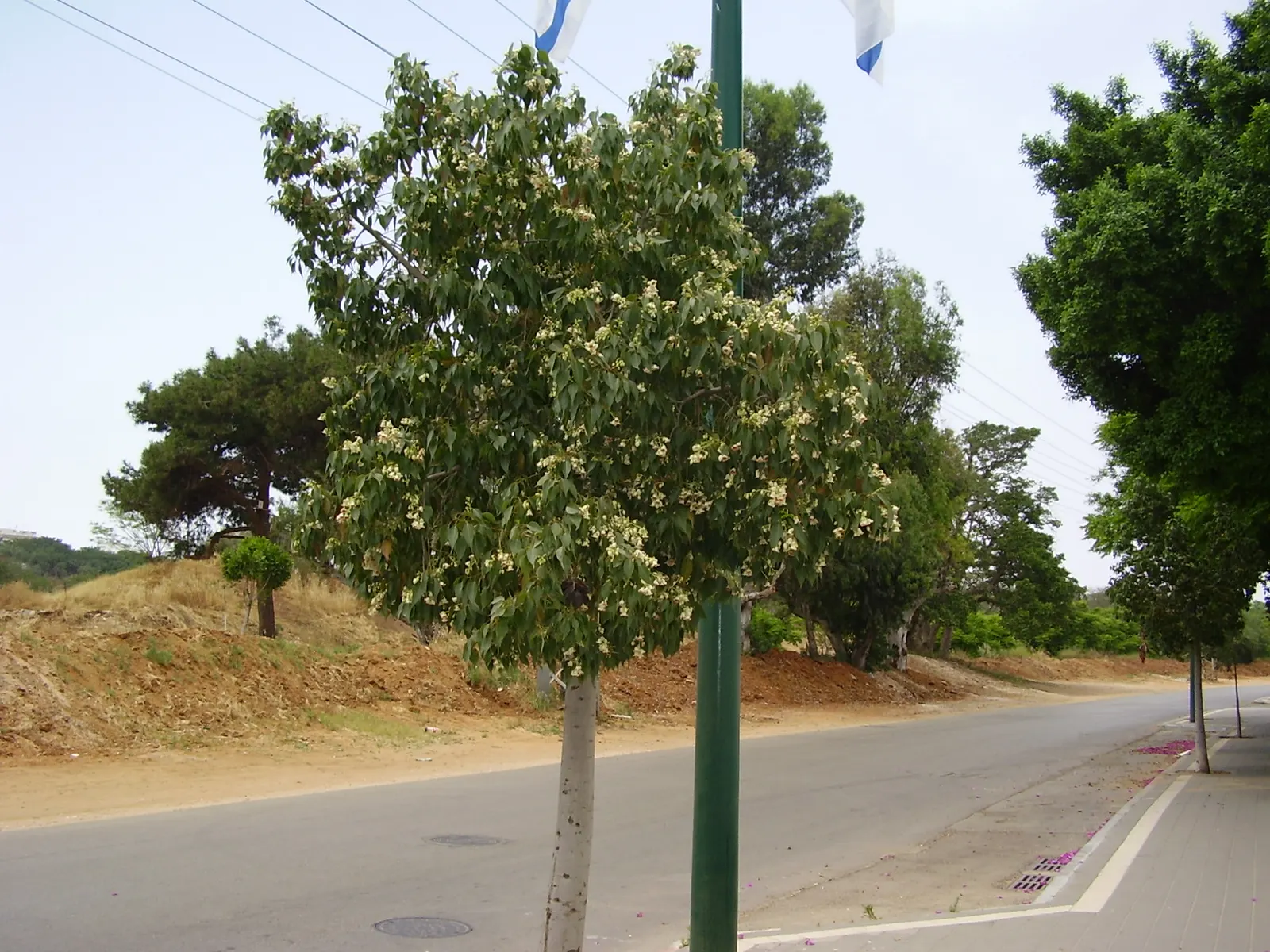 Bottle Tree (Brachychiton Populneus) — as the tree's extensive root system needs adequate space to develop