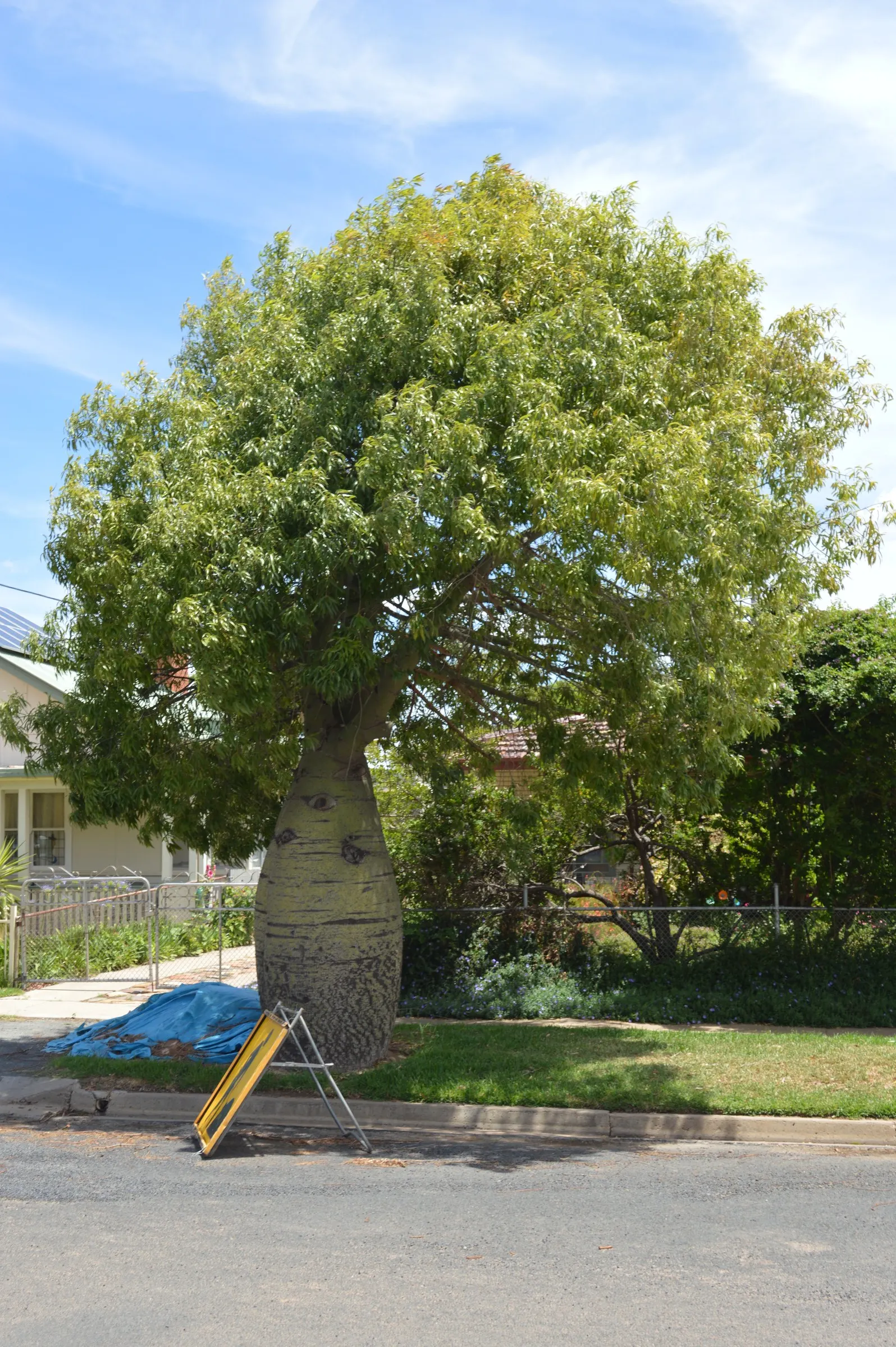 Bottle Tree (Brachychiton Populneus) — is a captivating addition to any landscape design; this Australian native features glossy green, image 65