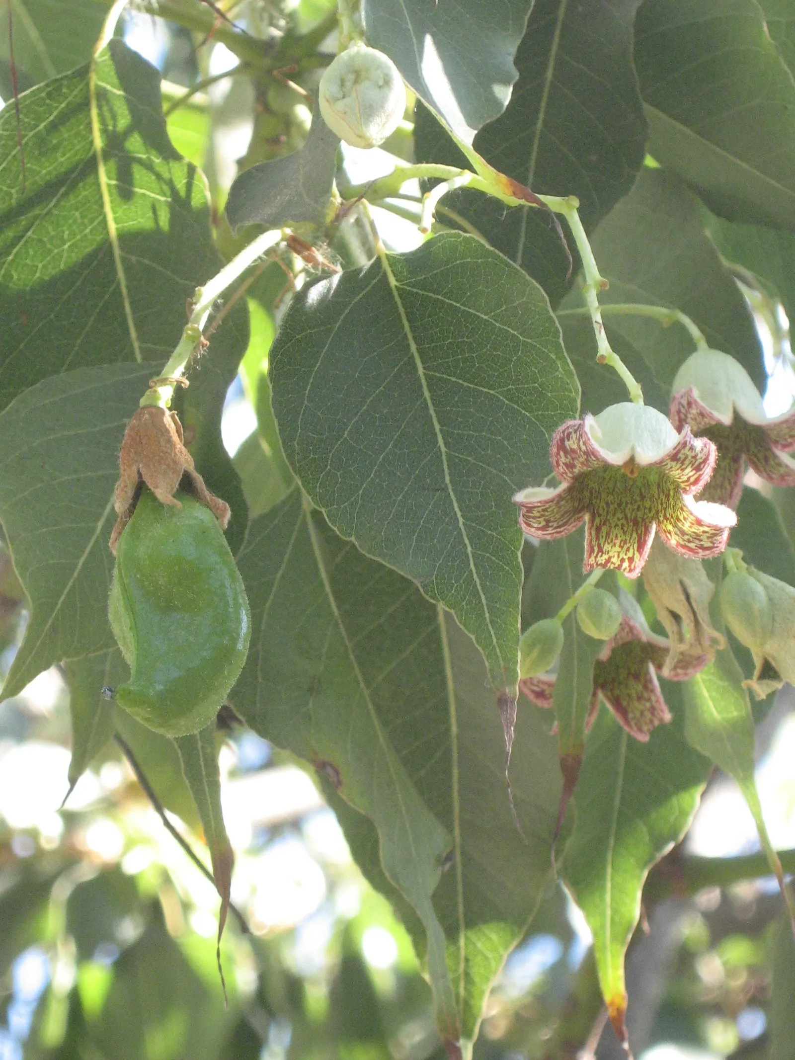 Bottle Tree (Brachychiton Populneus) — which are narrow and pointed