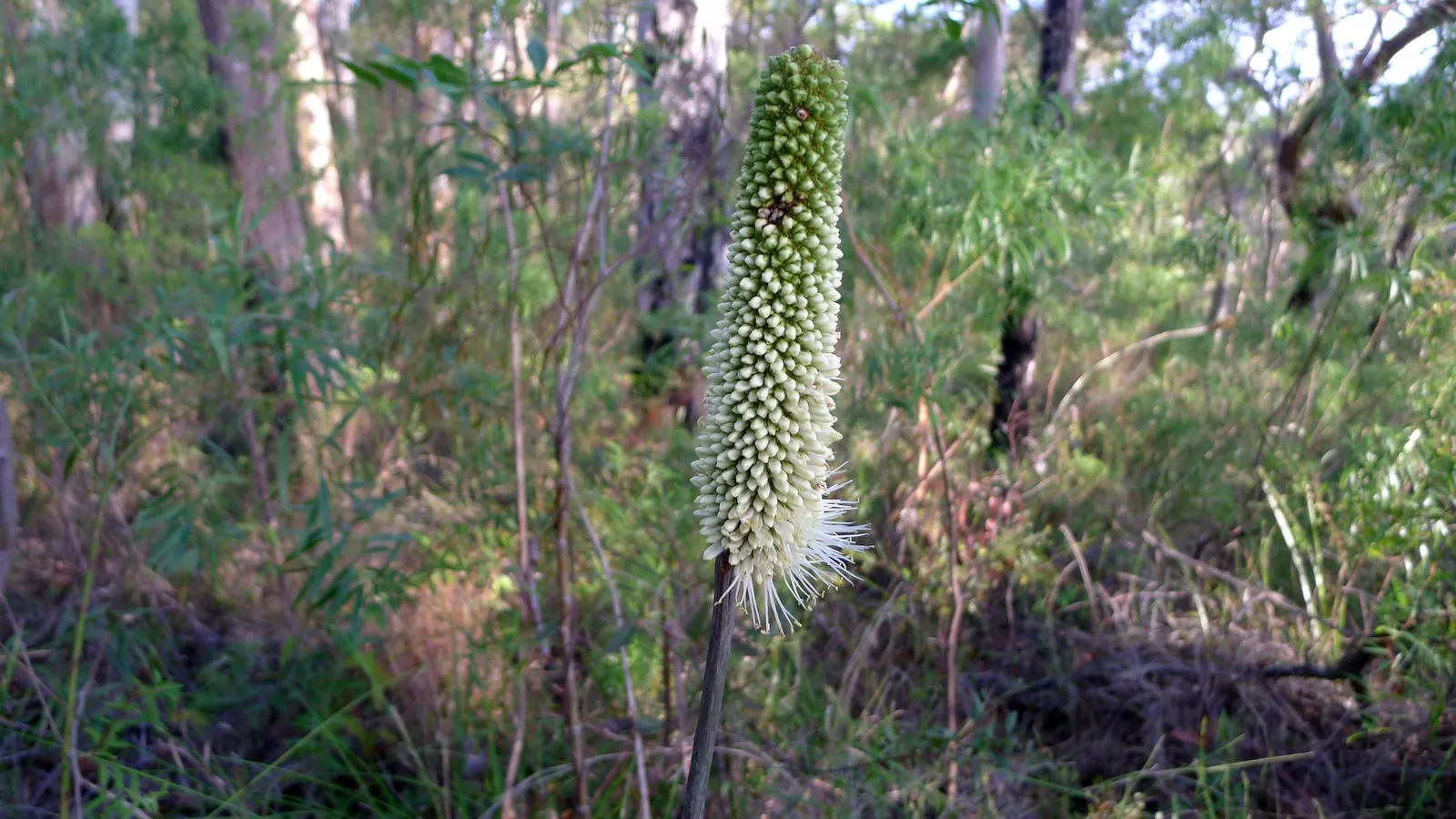 Bottle Tree (Brachychiton Populneus) — commonly referred to as the Bottle Tree or Kurrajong; it is pest-resistant and requires minimal pruning, image 64