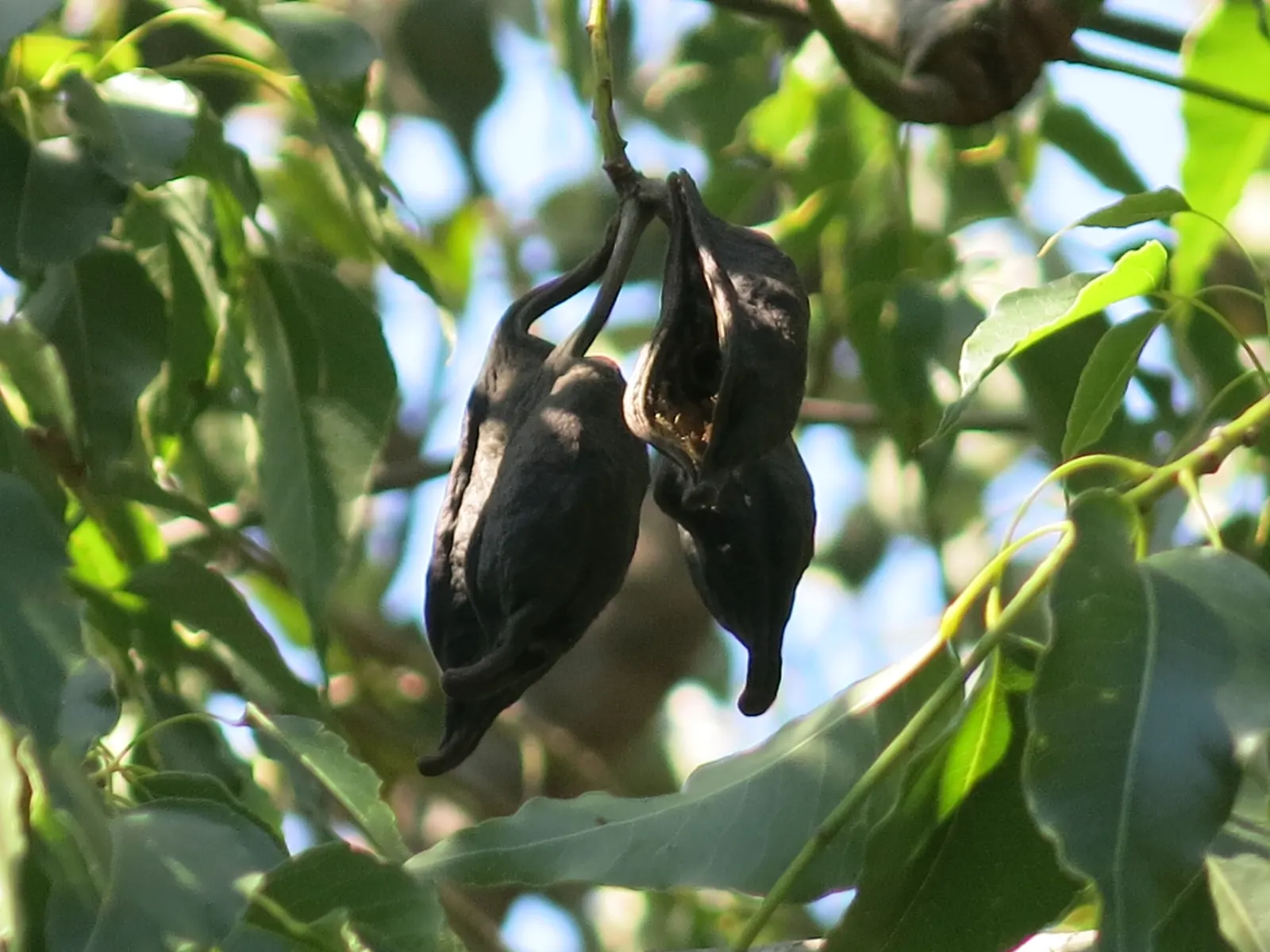Bottle Tree (Brachychiton Populneus) — is an evergreen with a distinctive swollen trunk