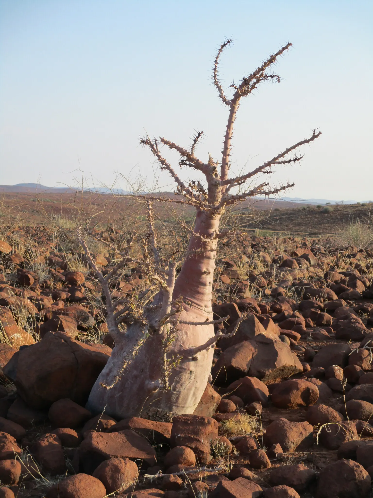 Bottle Tree (Brachychiton Populneus) — Its spread is approximately 20-30 feet