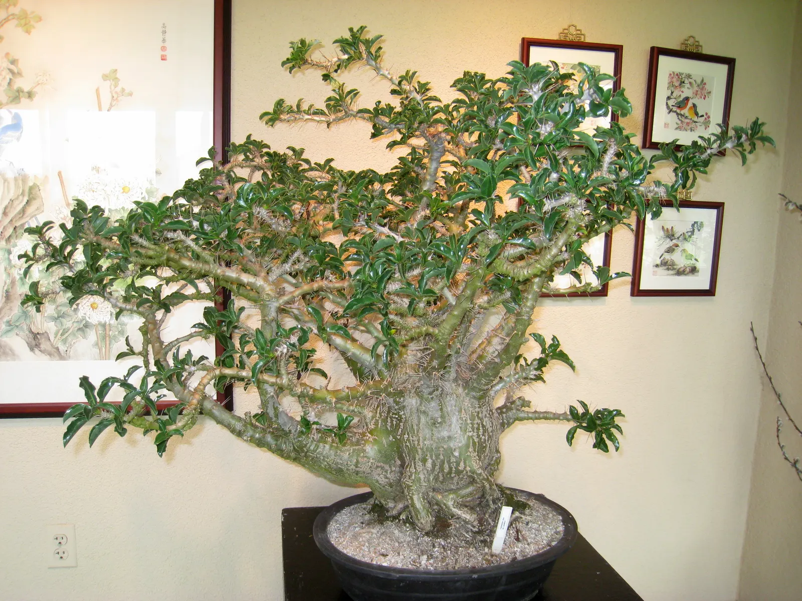 Bottle Tree (Brachychiton Populneus) — preferring full to partial sun and well-draining soil; decorative touch.<br><br>It thrives in USDA hardiness, image 75
