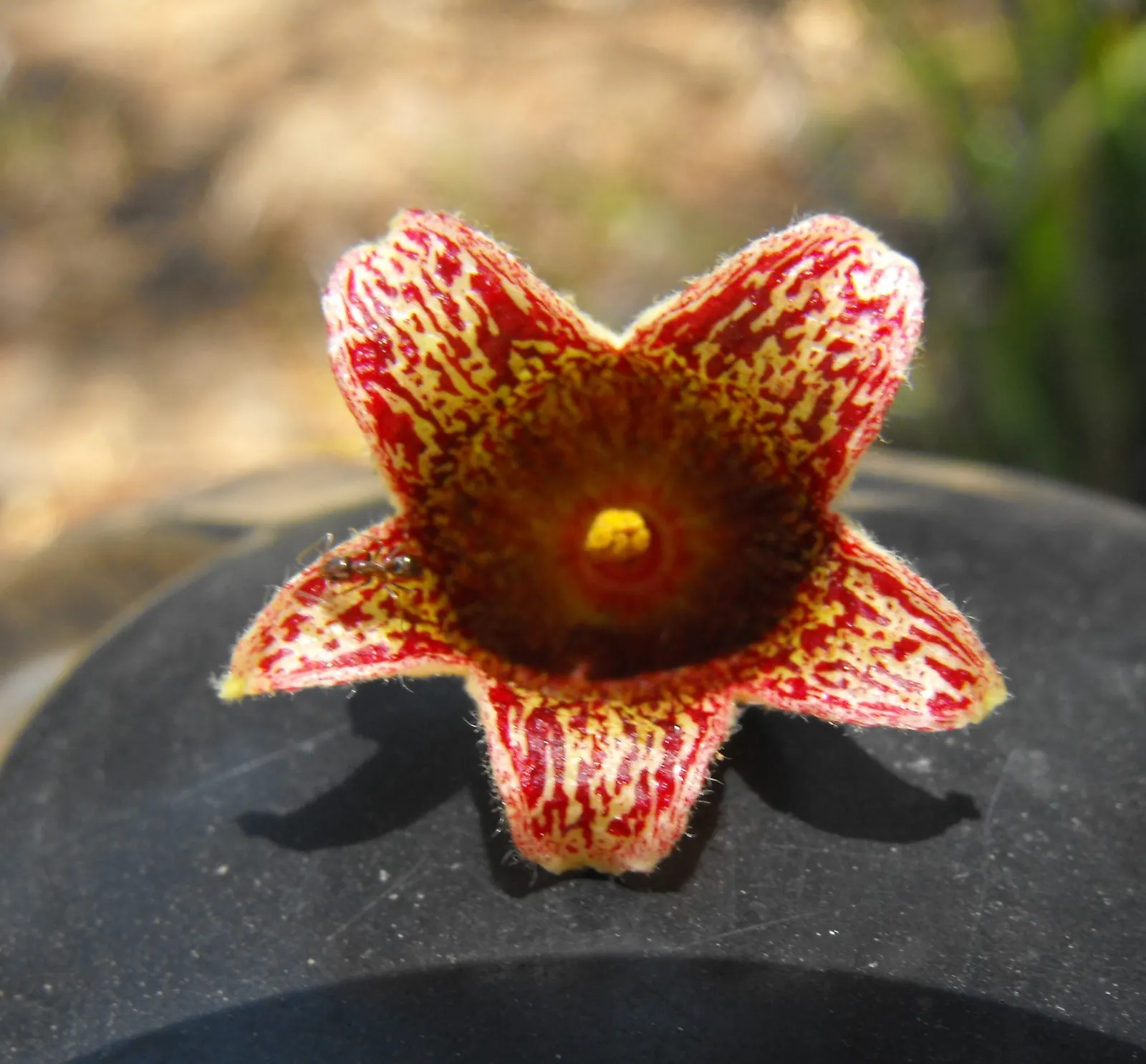 Bottle Tree (Brachychiton Populneus) — This Australian native features glossy green