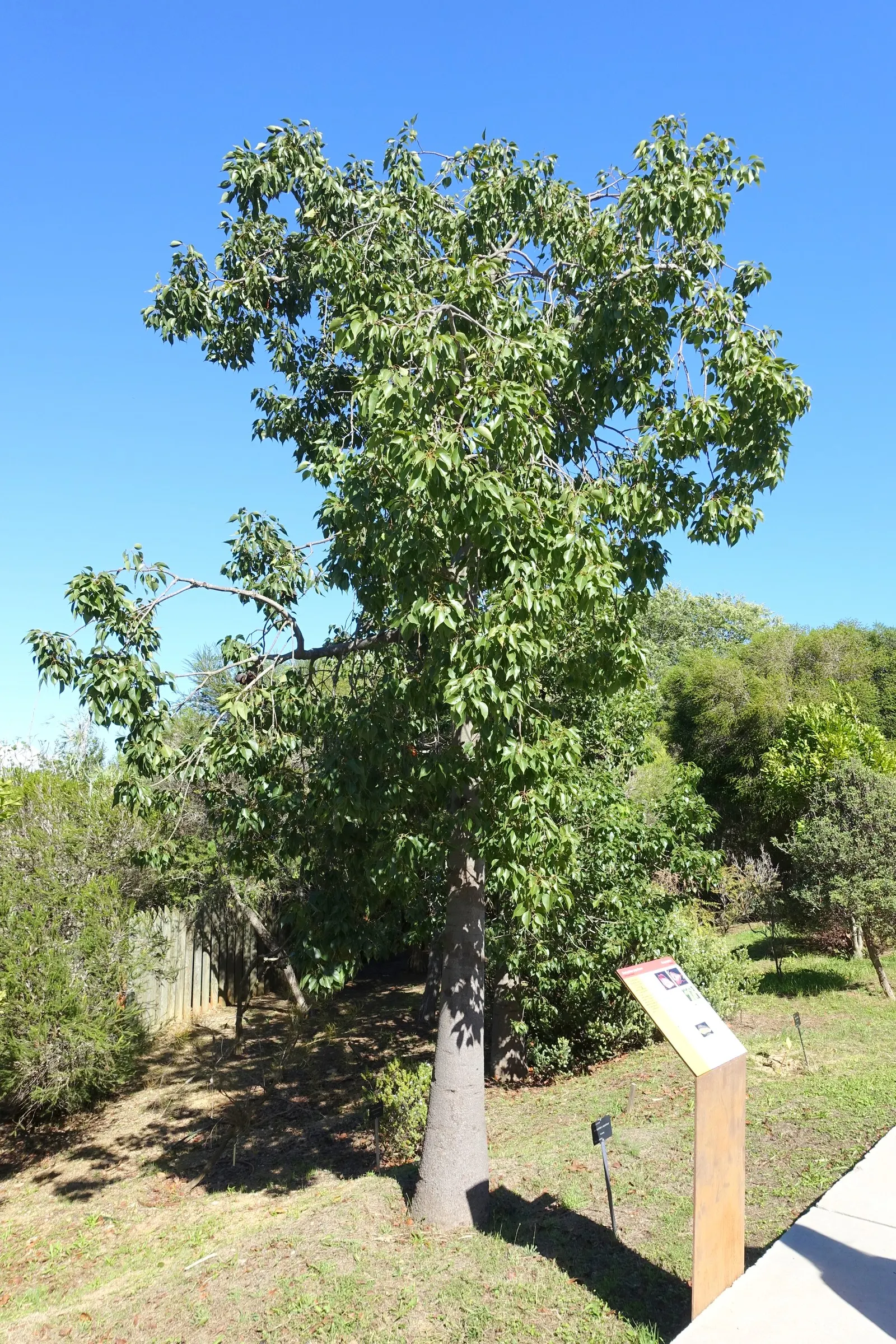 Bottle Tree (Brachychiton Populneus) — red flowers in the garden