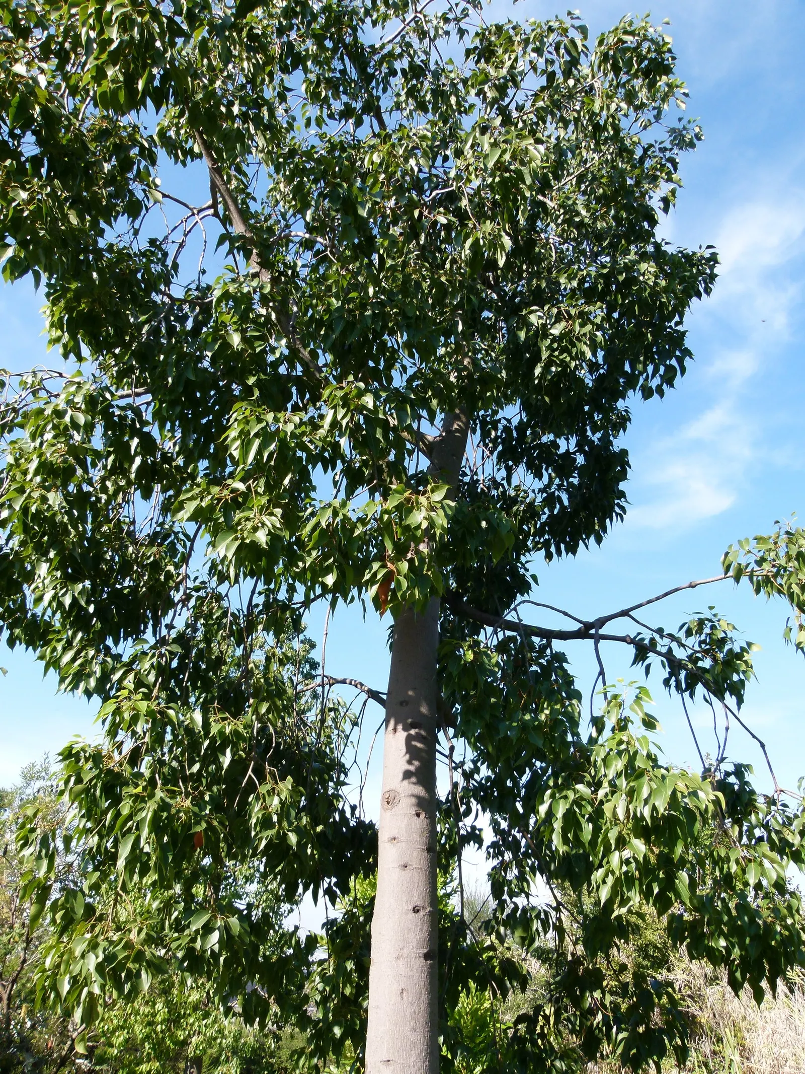 Bottle Tree (Brachychiton Populneus) — It is pest-resistant and requires minimal pruning