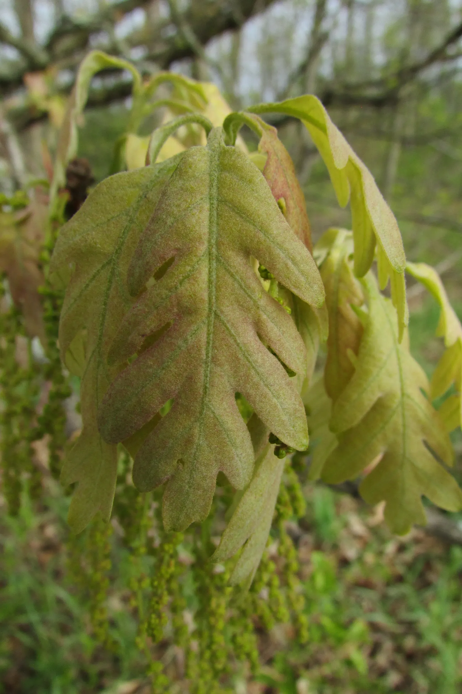 White Oak (Quercus Alba) — but the enduring grandeur of the Quercus alba will reward the landscape and its onlookers for generations; its deeply, image 78